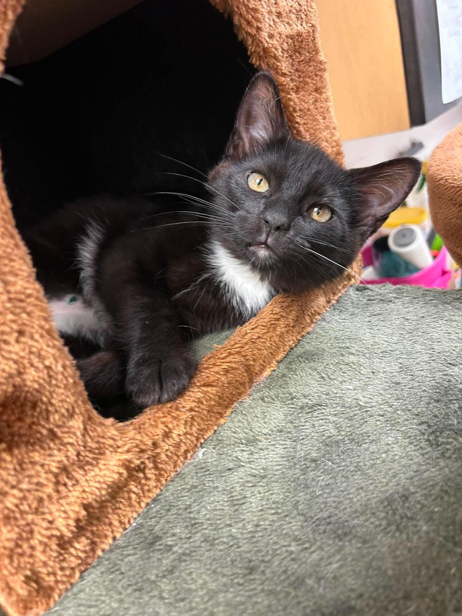 Little Bear & Little Brother, a Adoptable Domestic Short Hair in Crystal Lake, IL image 4/4