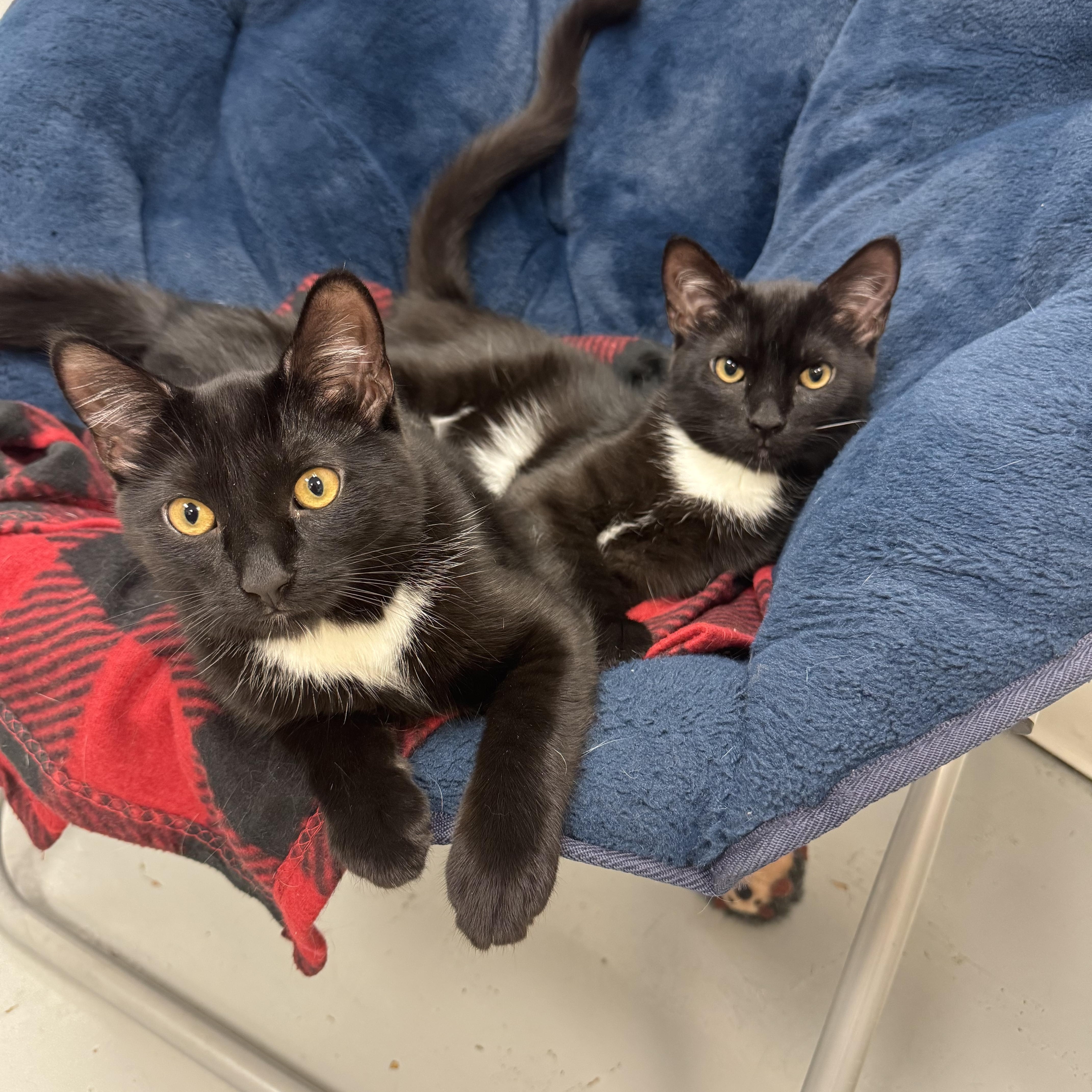Little Bear & Little Brother, Adoptable, Kitten Male Domestic Short Hair.