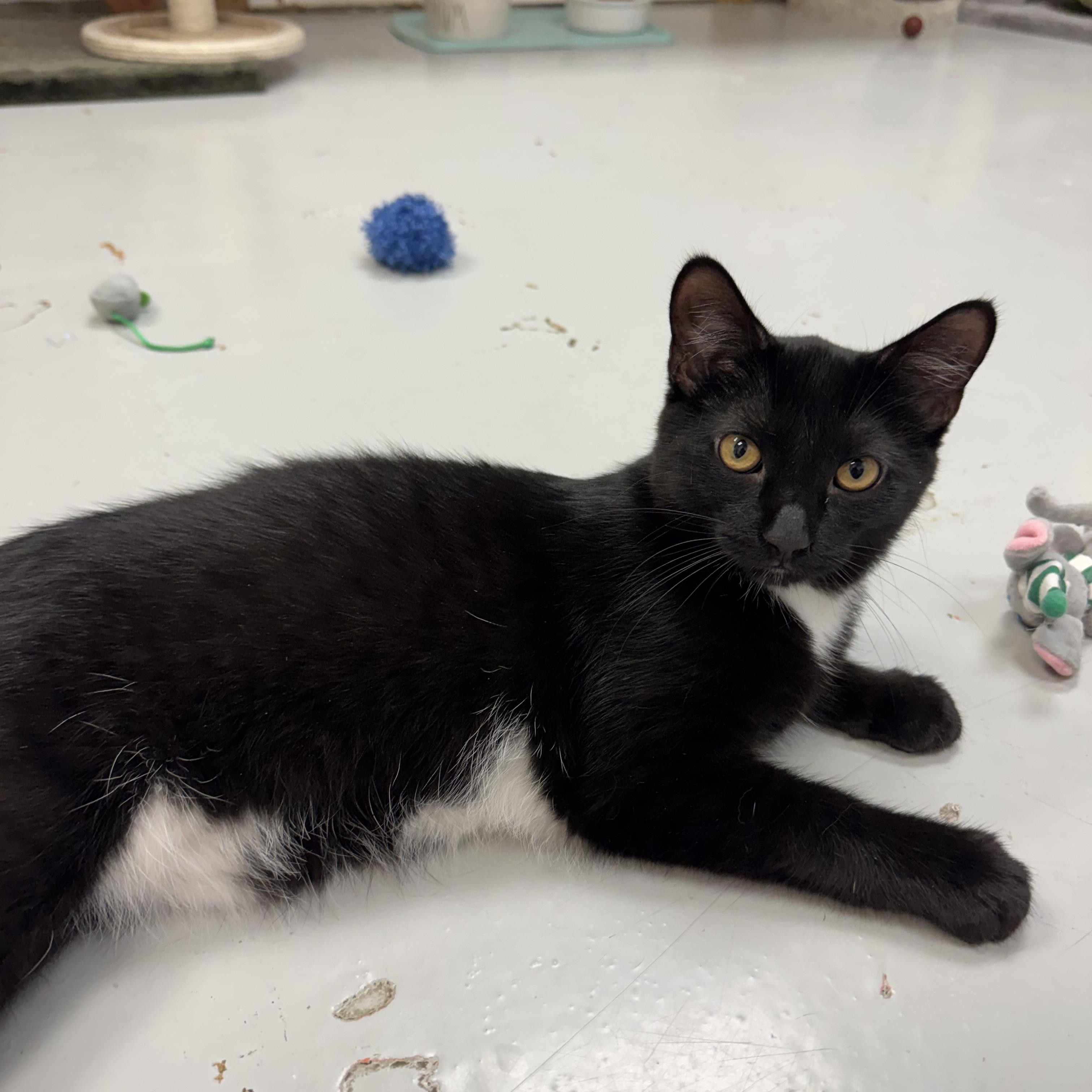 Enlarge Little Bear & Little Brother, a Adoptable Domestic Short Hair in Crystal Lake, IL image 3/6