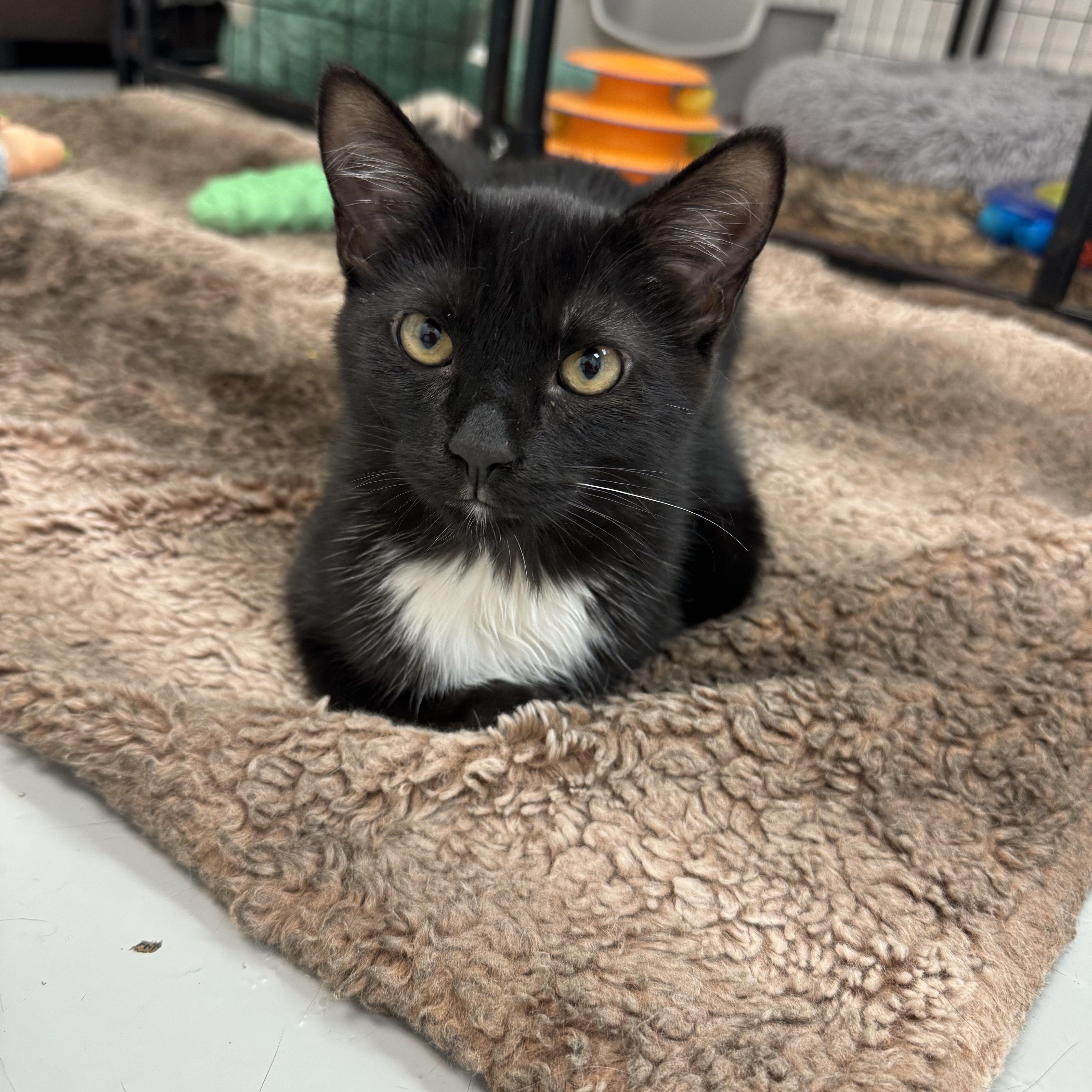 Enlarge Little Bear & Little Brother, a Adoptable Domestic Short Hair in Crystal Lake, IL image 4/6