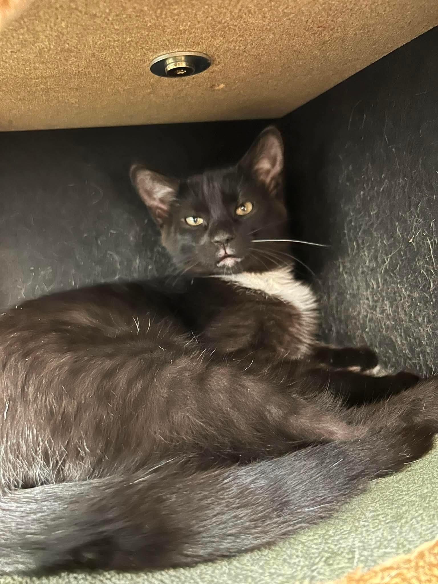 Little Bear & Little Brother, a Adoptable Domestic Short Hair in Crystal Lake, IL image 3/4