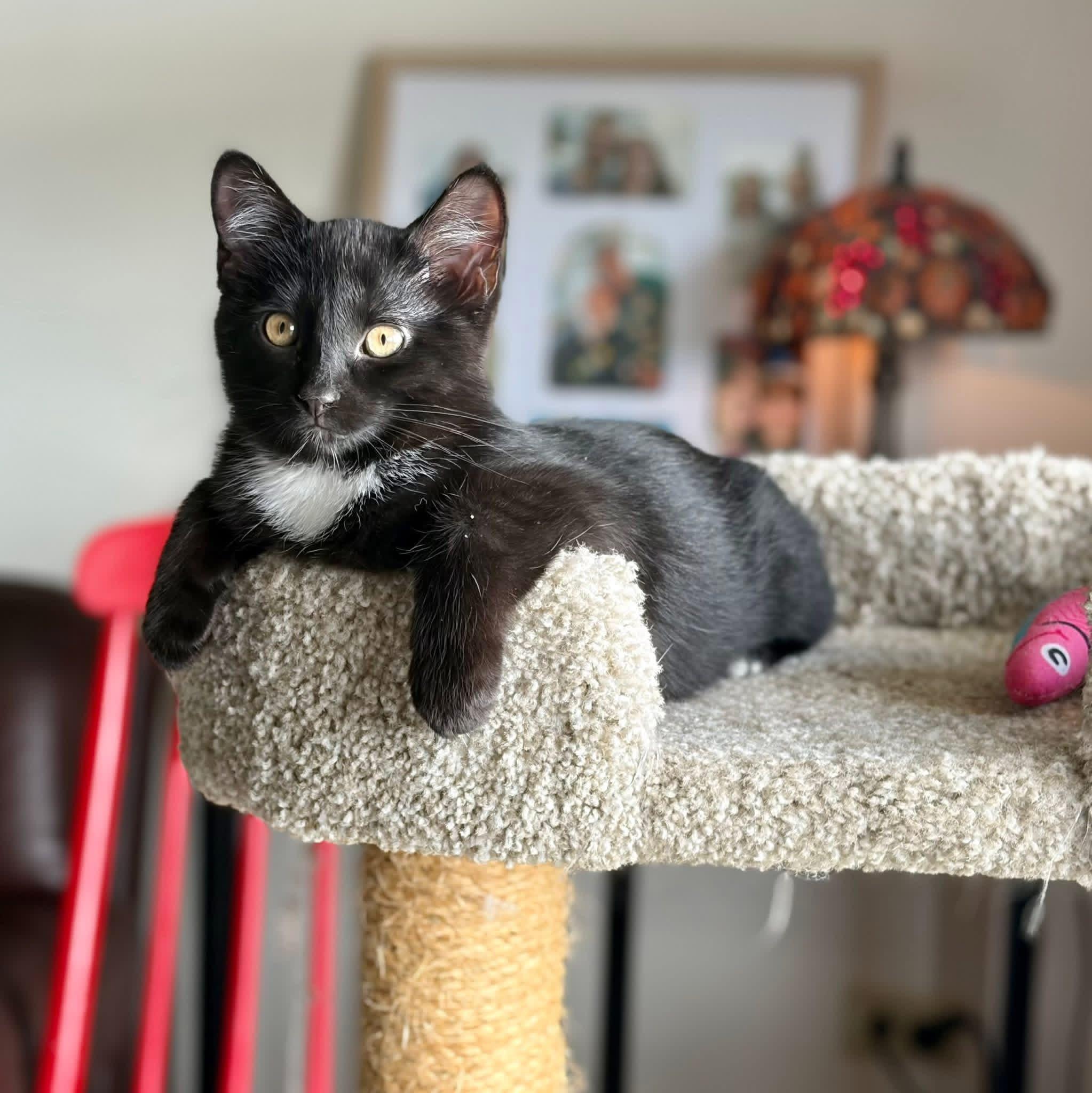 Little Bear & Little Brother, a Adoptable Domestic Short Hair in Crystal Lake, IL image 2/4