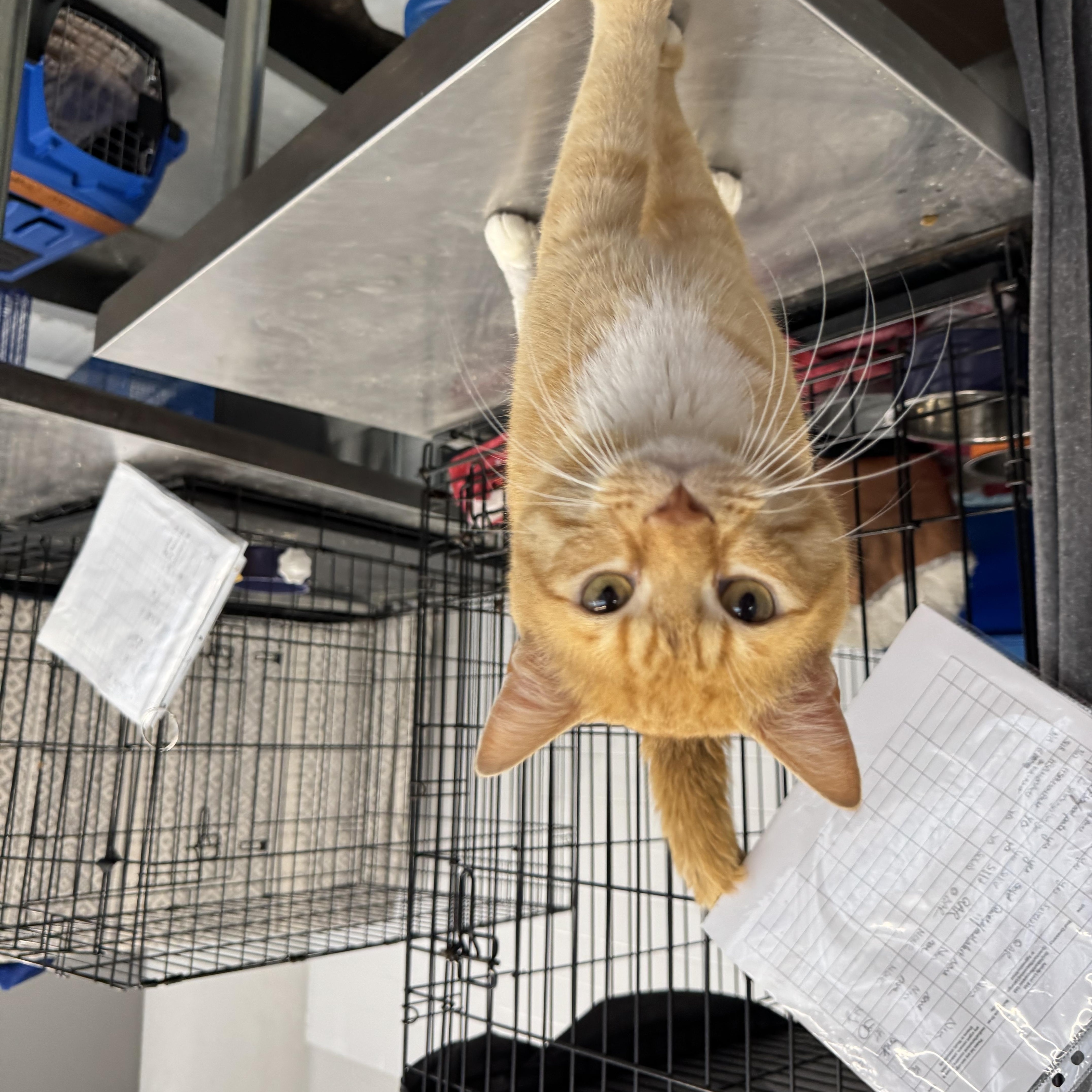 Enlarge Jaws, a Adoptable Domestic Short Hair in Levittown, PA image 2/5