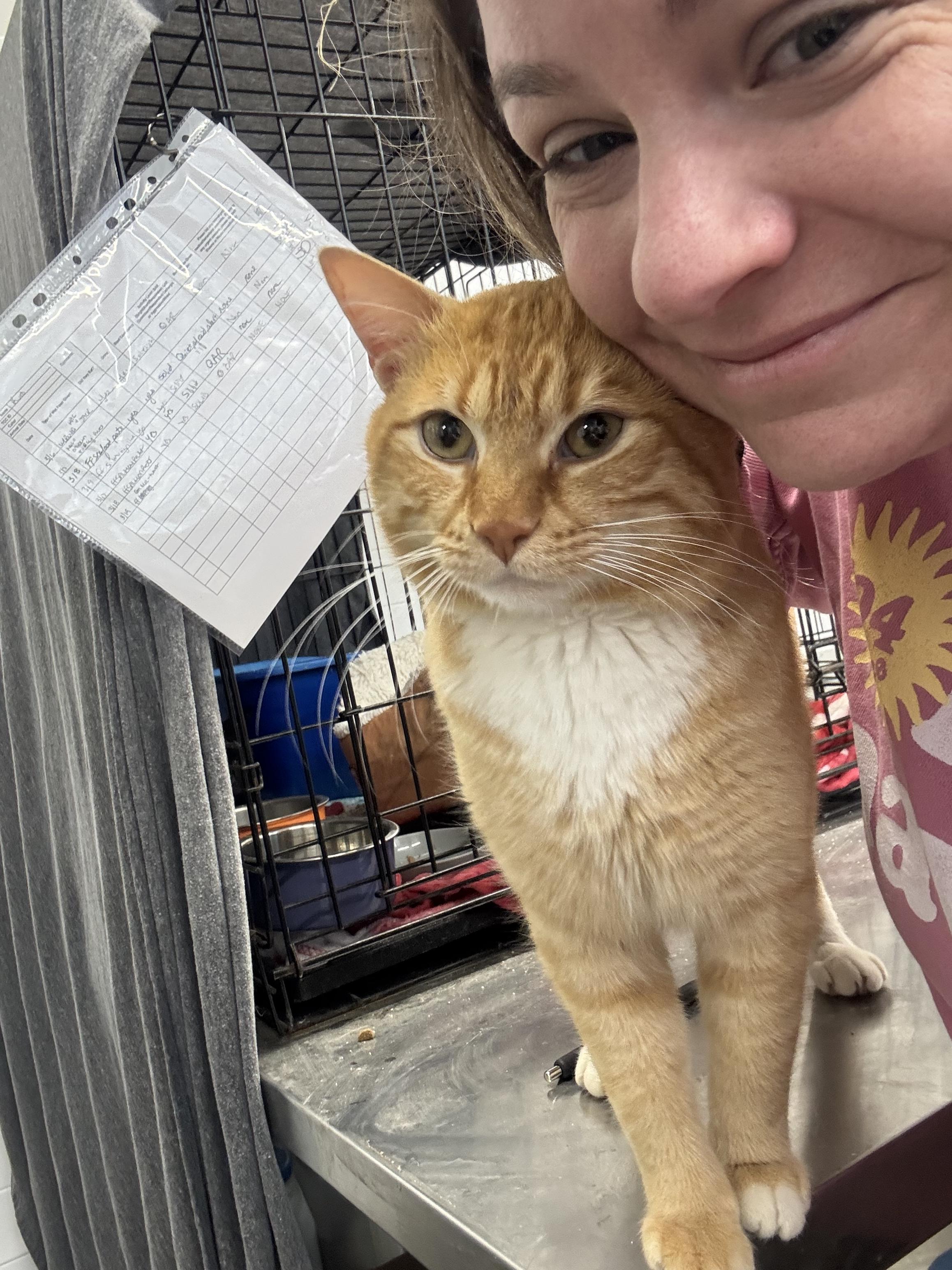 Enlarge Jaws, a Adoptable Domestic Short Hair in Levittown, PA image 4/5