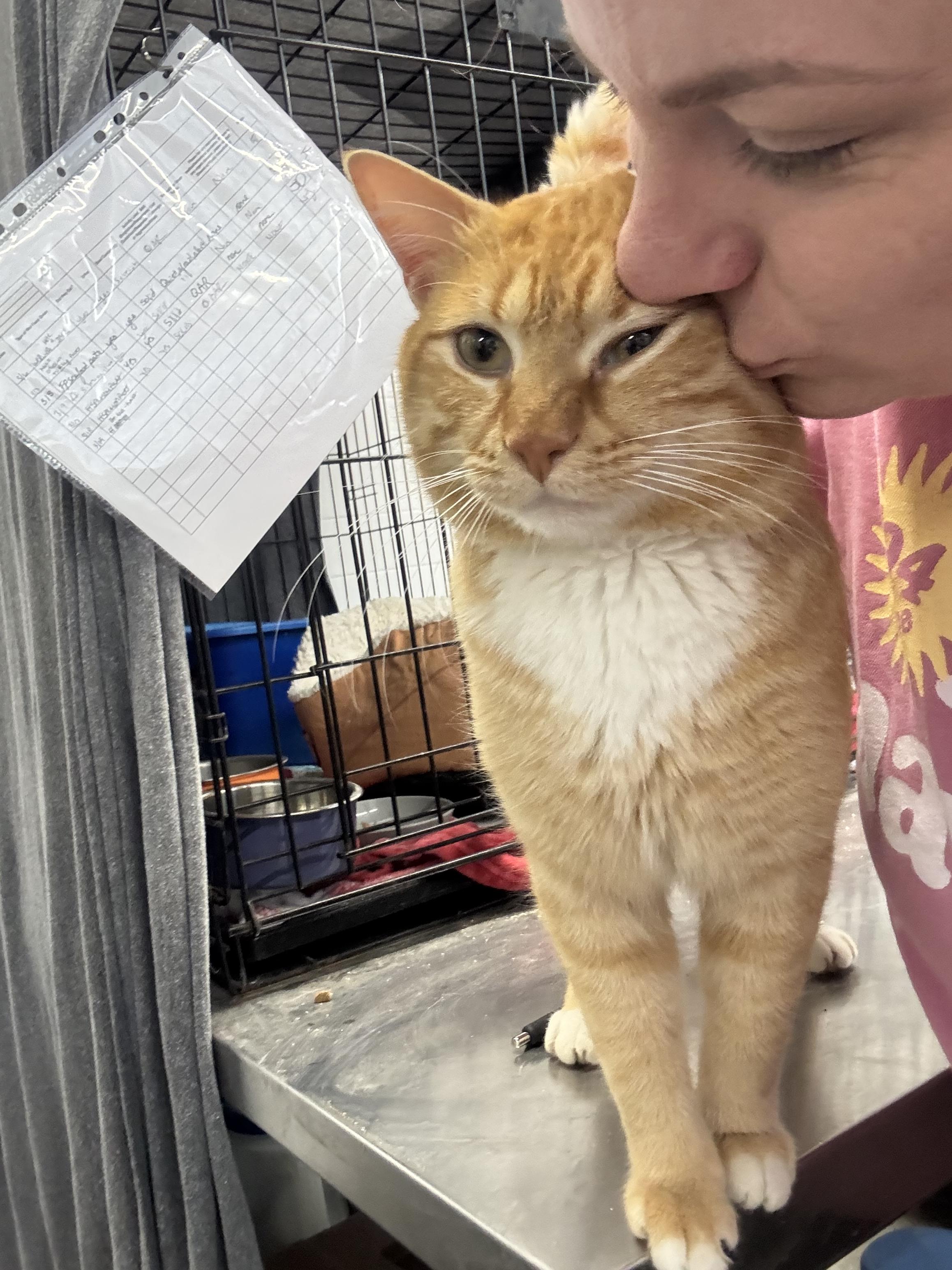 Enlarge Jaws, a Adoptable Domestic Short Hair in Levittown, PA image 5/5