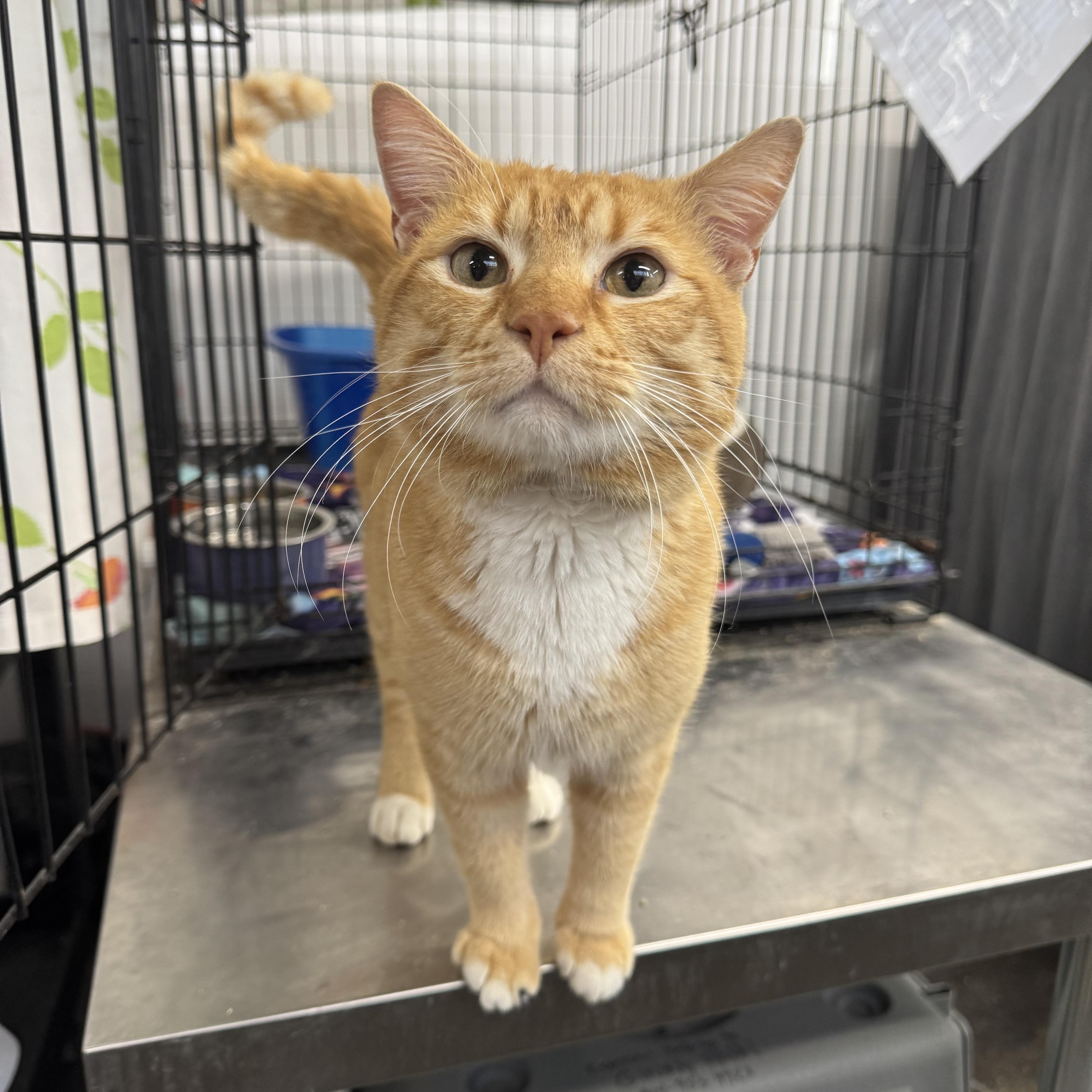 Enlarge Jaws, a Adoptable Domestic Short Hair in Levittown, PA image 1/5