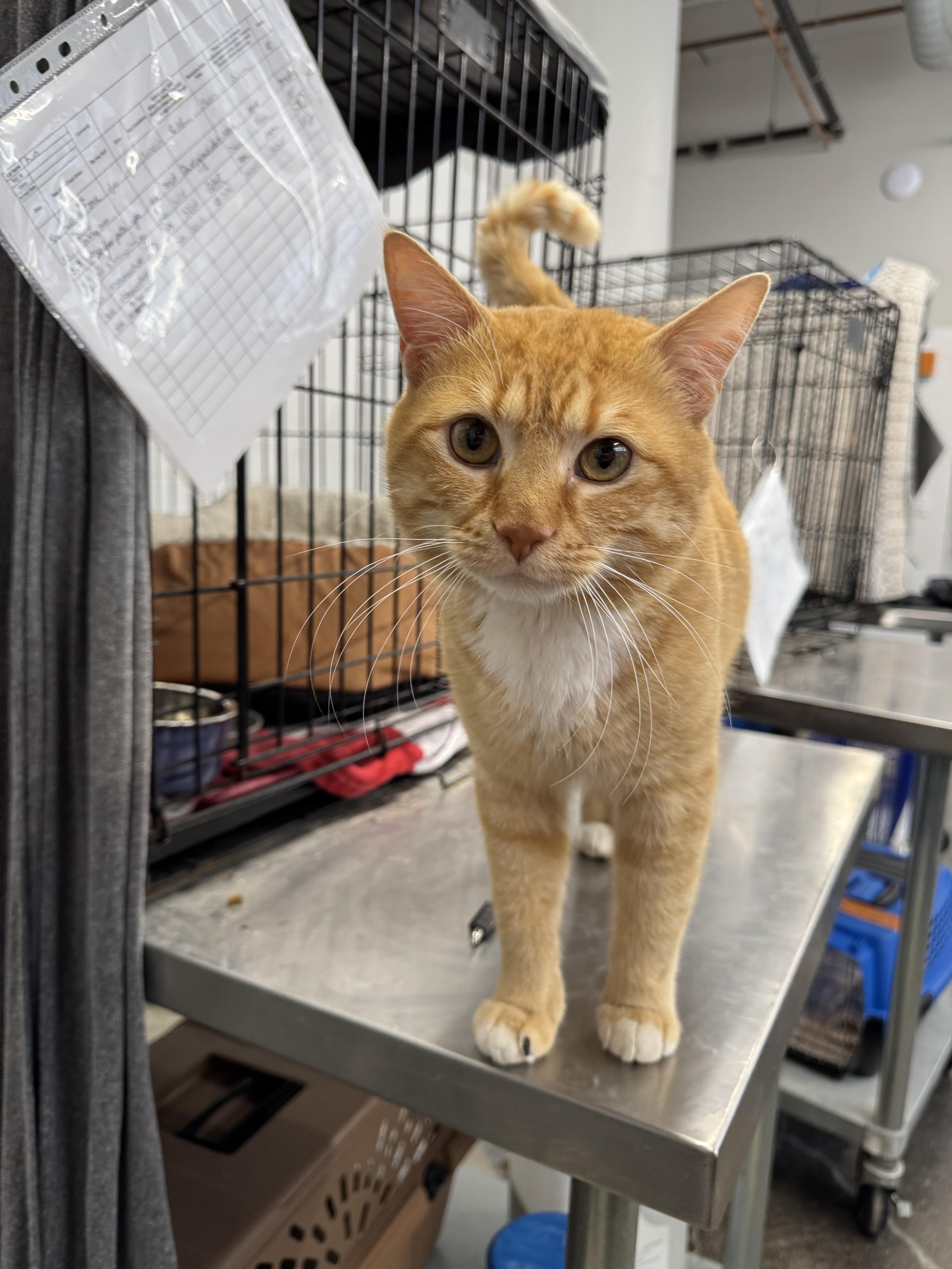 Enlarge Jaws, a Adoptable Domestic Short Hair in Levittown, PA image 3/5