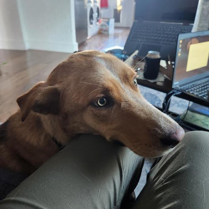 Lola -in foster!, Adoptable, Adult Female Mixed Breed.