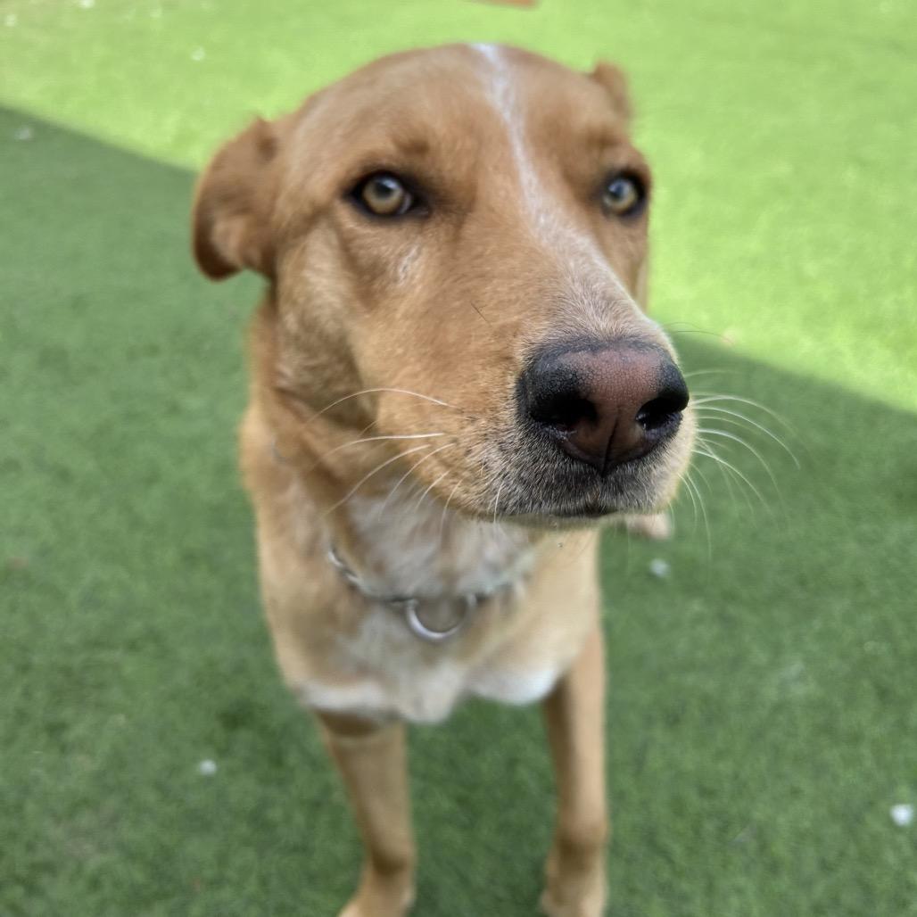 Enlarge Lola -in foster!, a Adoptable Mixed Breed in Flagstaff, AZ image 2/6