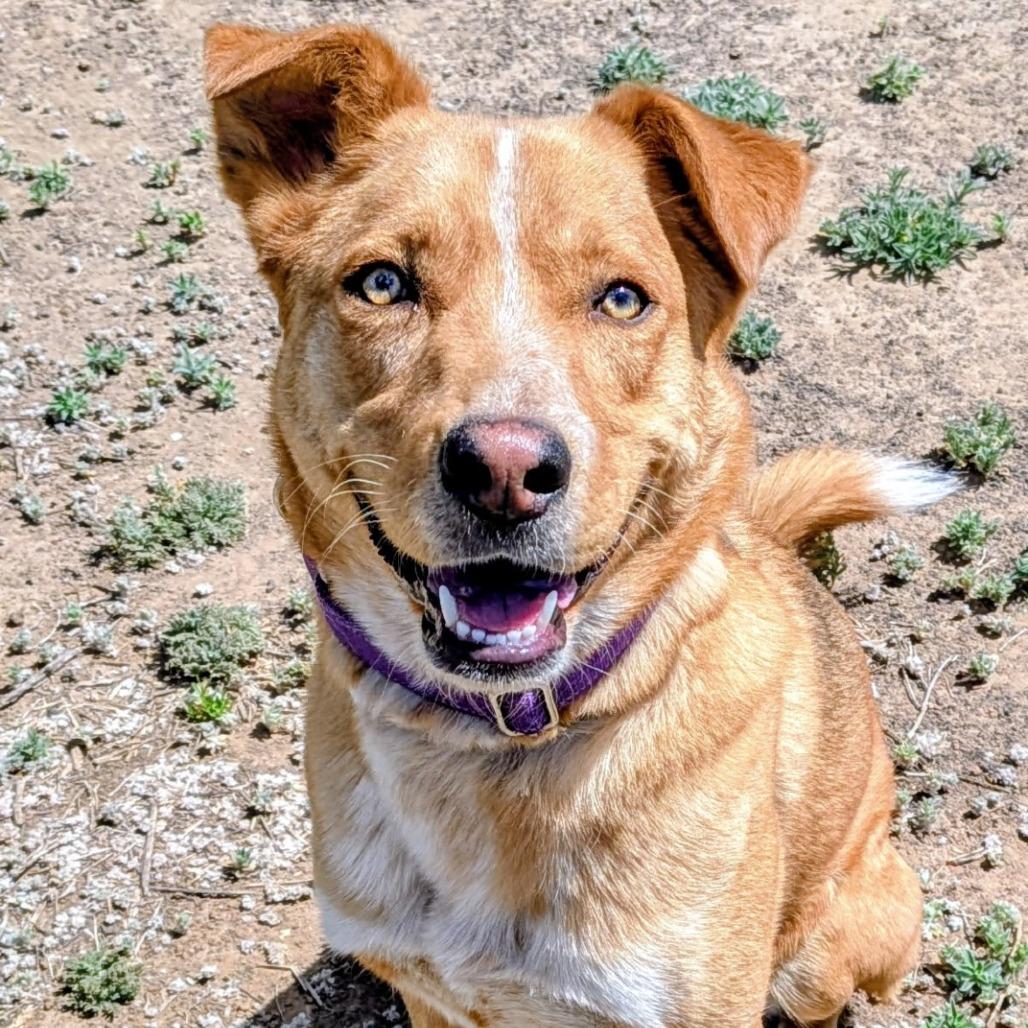 Enlarge Lola, a Adoptable Mixed Breed in Flagstaff, AZ image 3/6