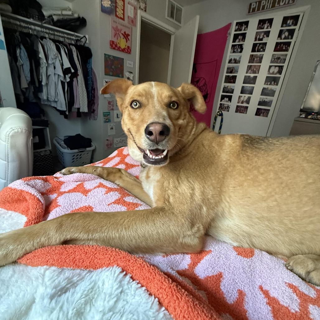 Enlarge Lola -in foster!, a Adoptable Mixed Breed in Flagstaff, AZ image 3/6