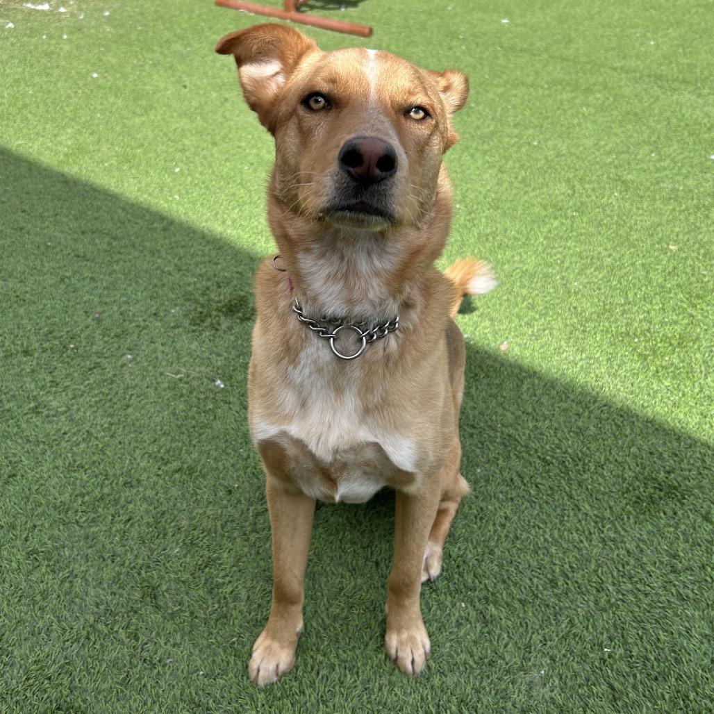 Enlarge Lola -in foster!, a Adoptable Mixed Breed in Flagstaff, AZ image 4/6