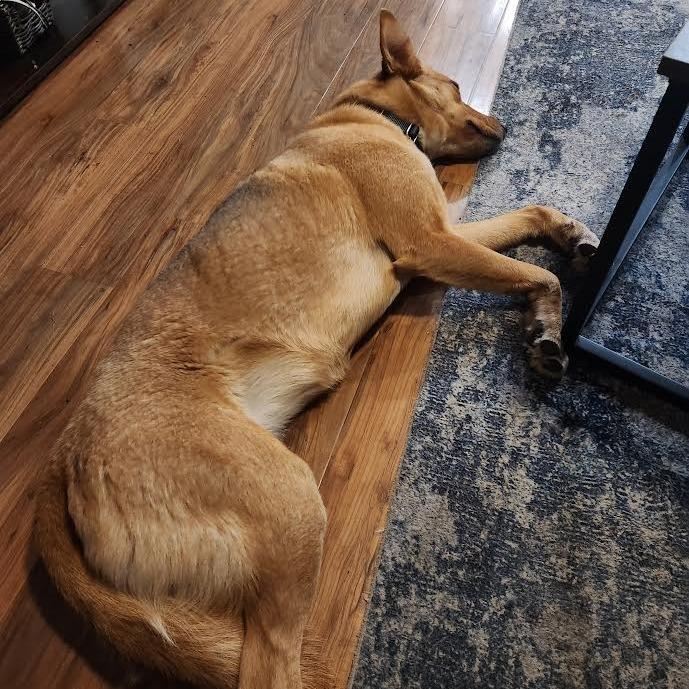 Enlarge Lola -in foster!, a Adoptable Mixed Breed in Flagstaff, AZ image 5/6