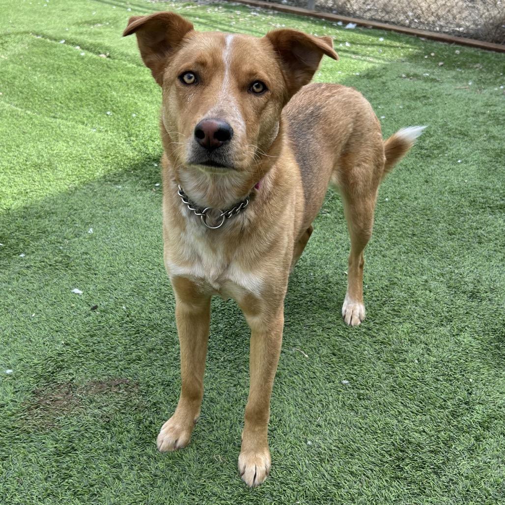 Enlarge Lola -in foster!, a Adoptable Mixed Breed in Flagstaff, AZ image 6/6