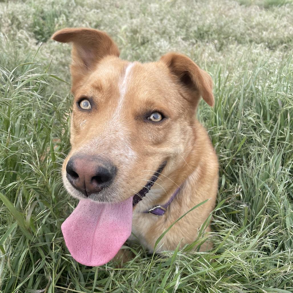 Lola - Butler Campus!, a Adoptable Mixed Breed in Flagstaff, AZ image 5/6