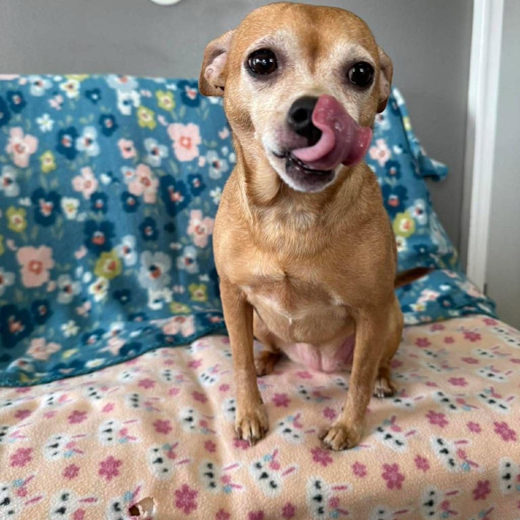 Enlarge Slate, a Adoptable Chihuahua in Jackson, MO image 1/6