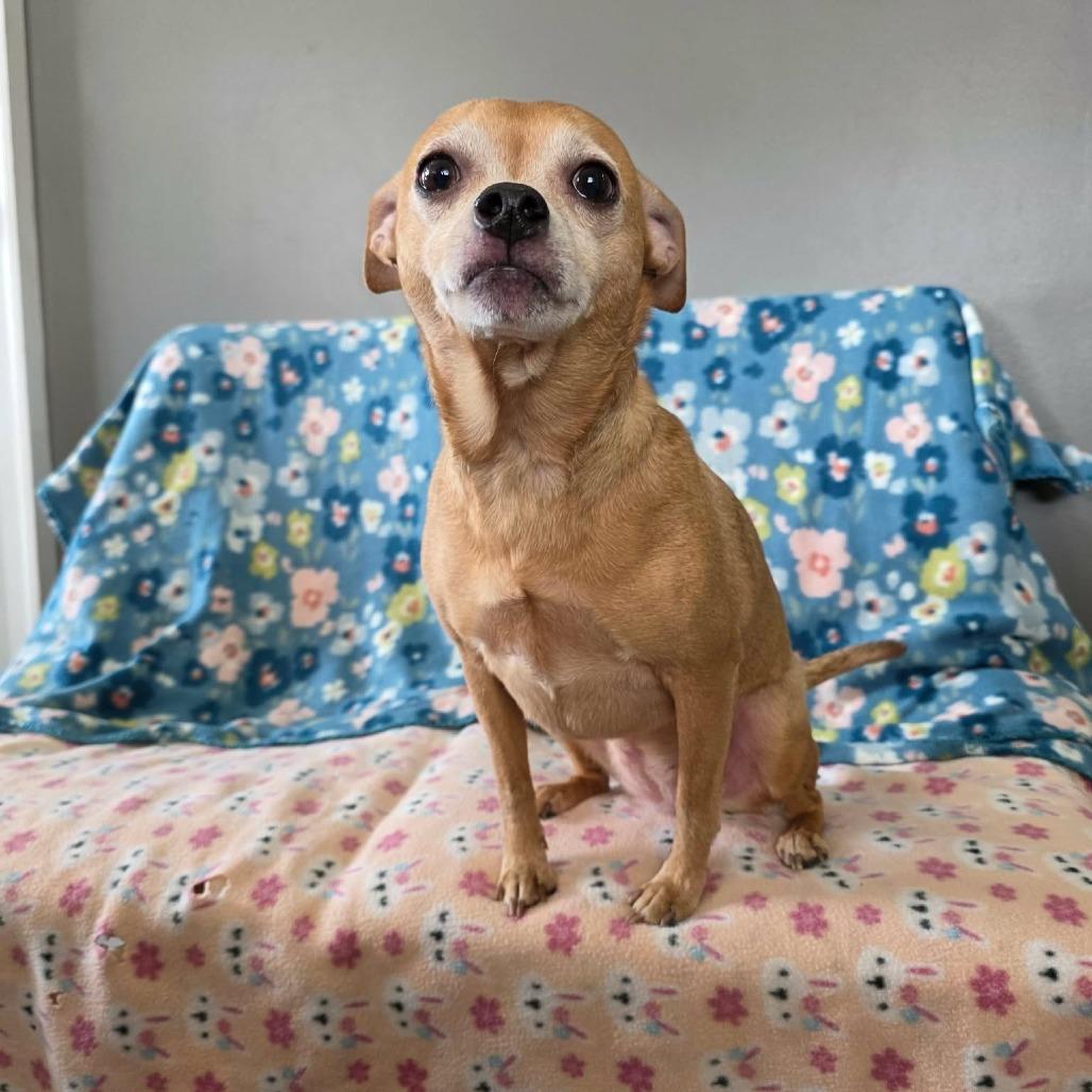 Enlarge Slate, a Adoptable Chihuahua in Jackson, MO image 2/6