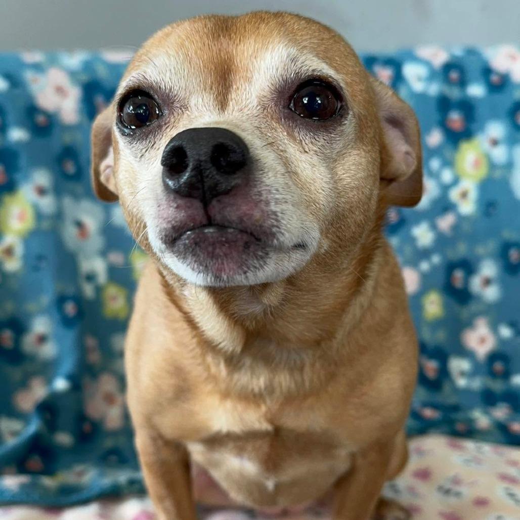 Enlarge Slate, a Adoptable Chihuahua in Jackson, MO image 3/6