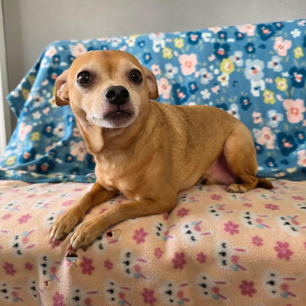 Enlarge Slate, a Adoptable Chihuahua in Jackson, MO image 4/6