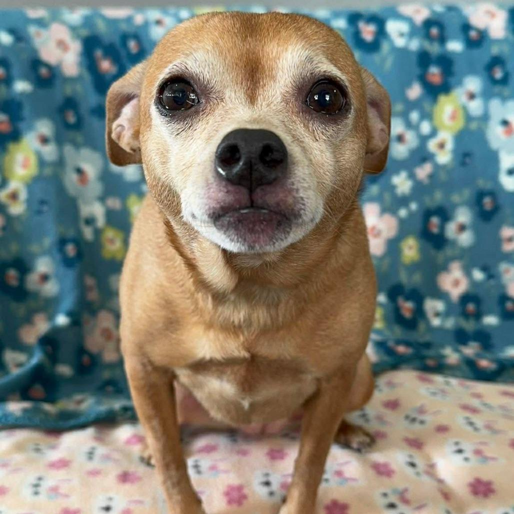 Enlarge Slate, a Adoptable Chihuahua in Jackson, MO image 5/6