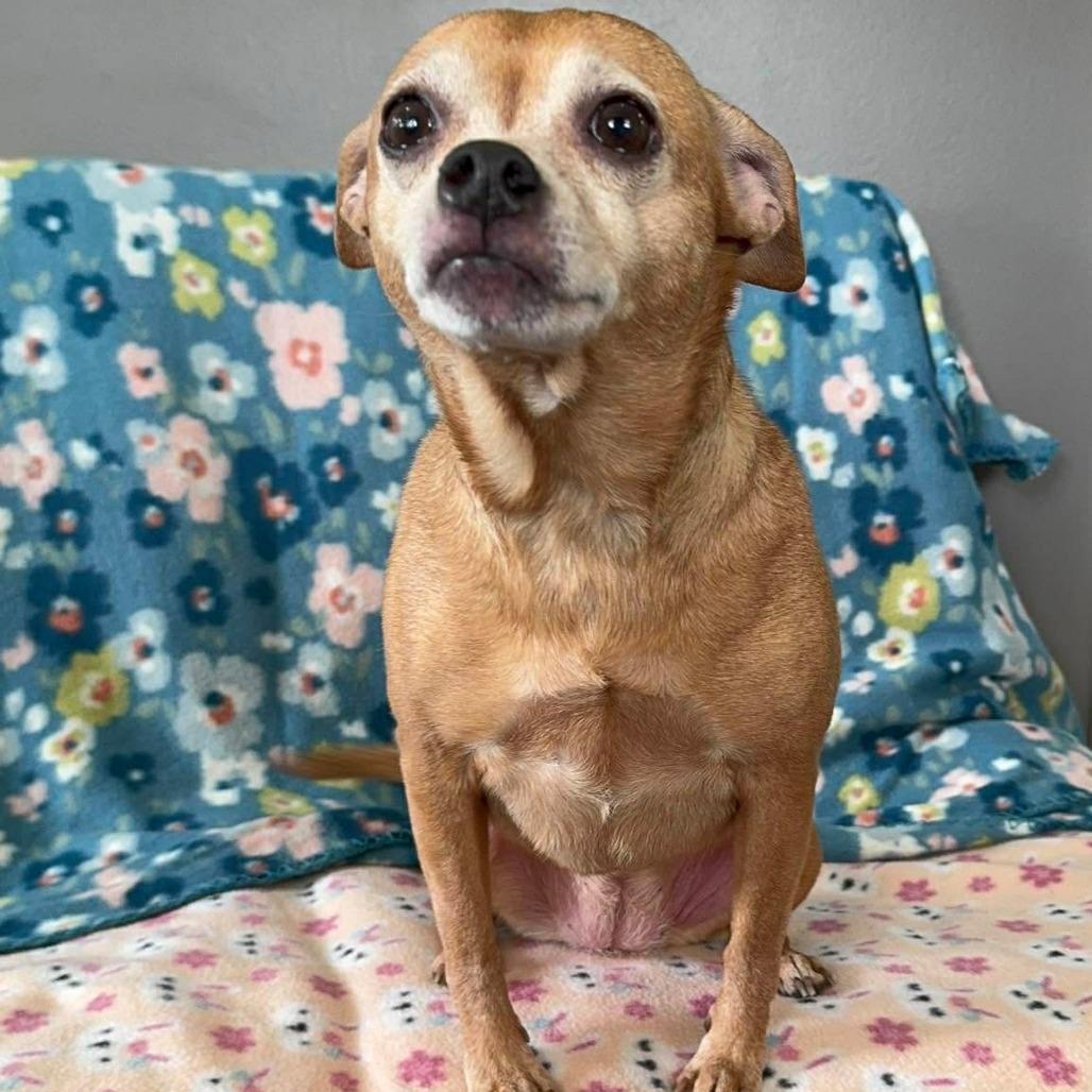 Enlarge Slate, a Adoptable Chihuahua in Jackson, MO image 6/6