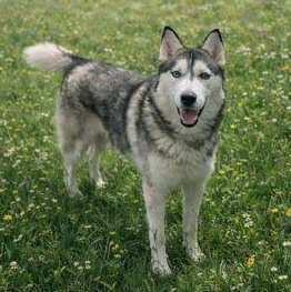 Aspen, Adoptable, Young Male Husky.