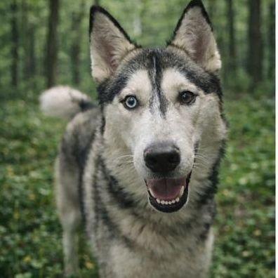 Enlarge Aspen, a Adoptable Husky in San Diego, CA image 4/5