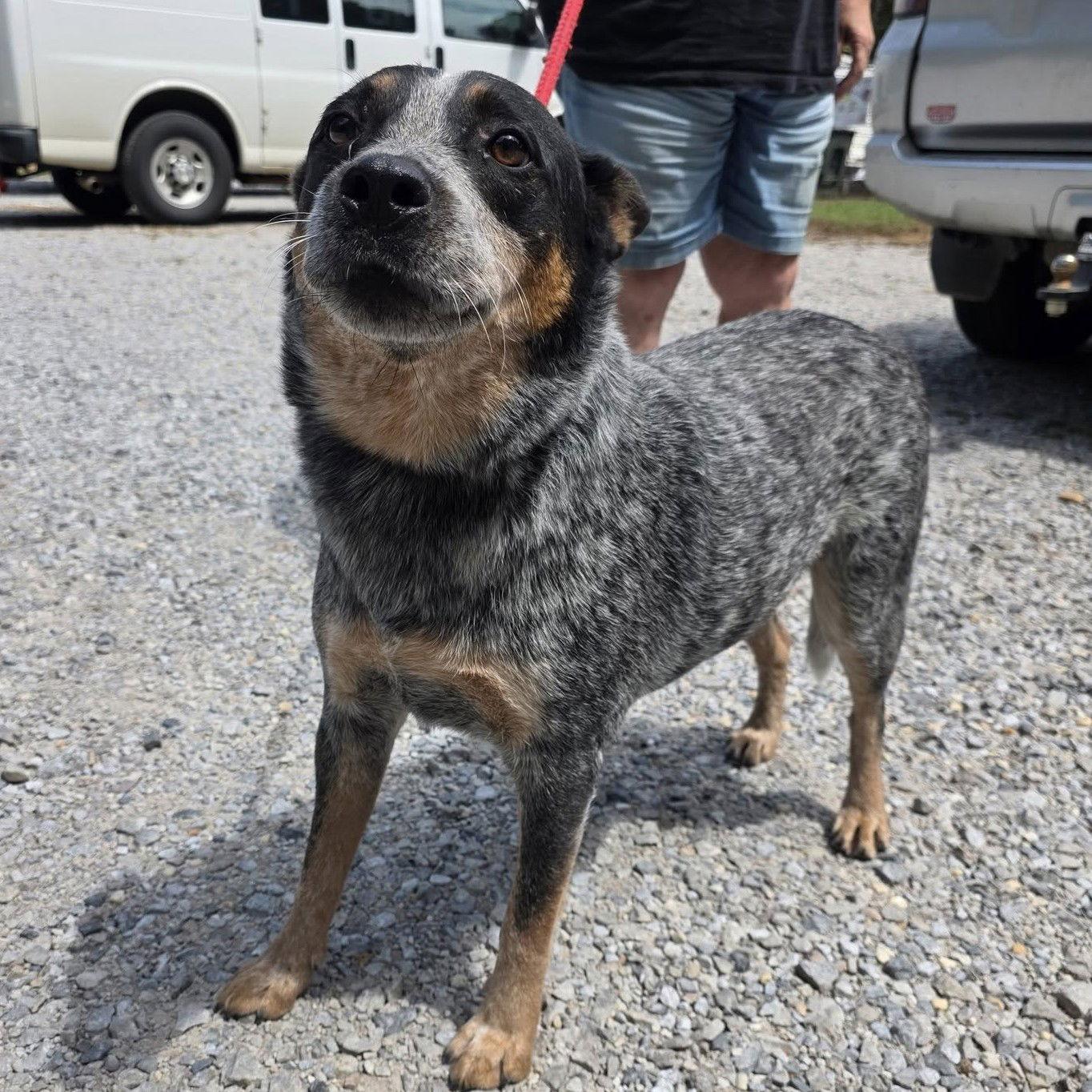 Churro, Adopted, Adult Male Australian Cattle Dog / Blue Heeler.