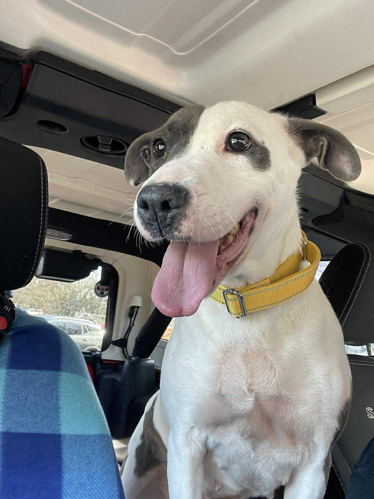 Enlarge Nanook - coming soon! , a ADOPTABLE mixed breed in Sheboygan, WI image 2/4