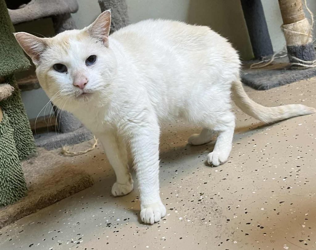 Enlarge Polar Bear, a Adoptable Siamese in Walnutport, PA image 1/1