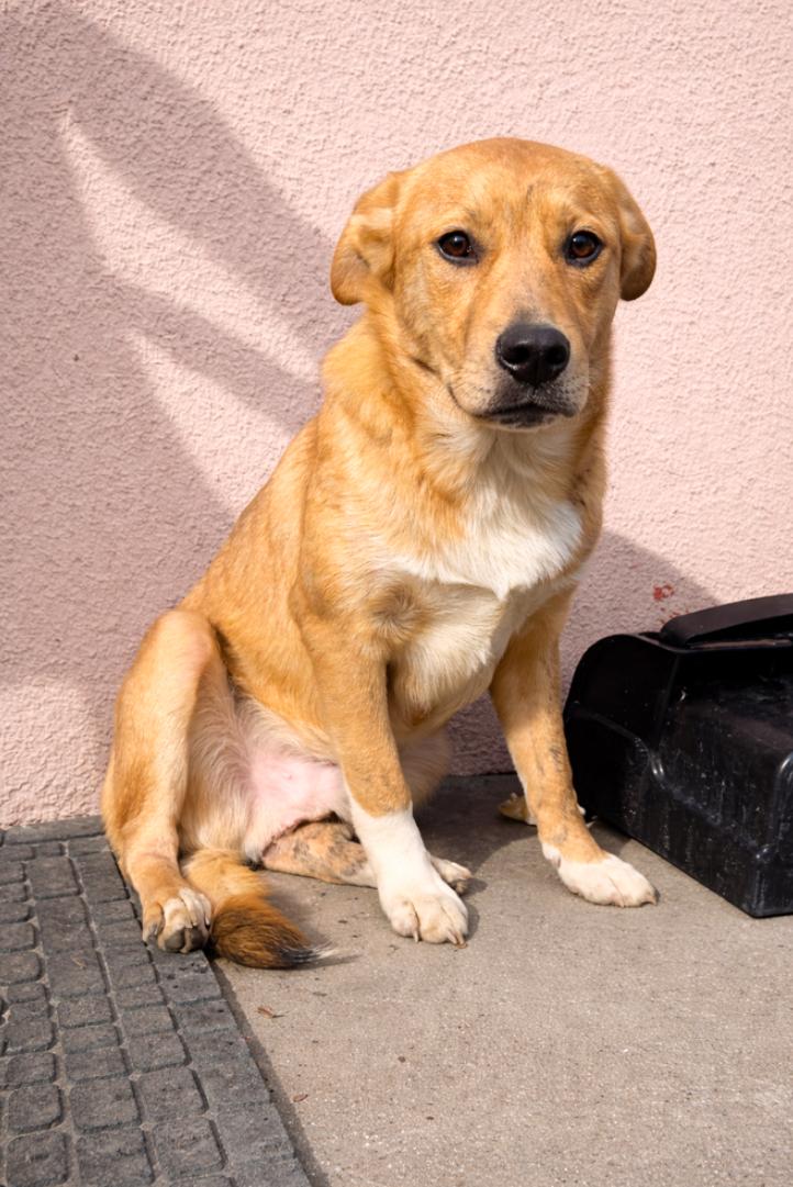 Enlarge Brownie, a ADOPTABLE mixed breed in Los Angeles, CA image 1/1