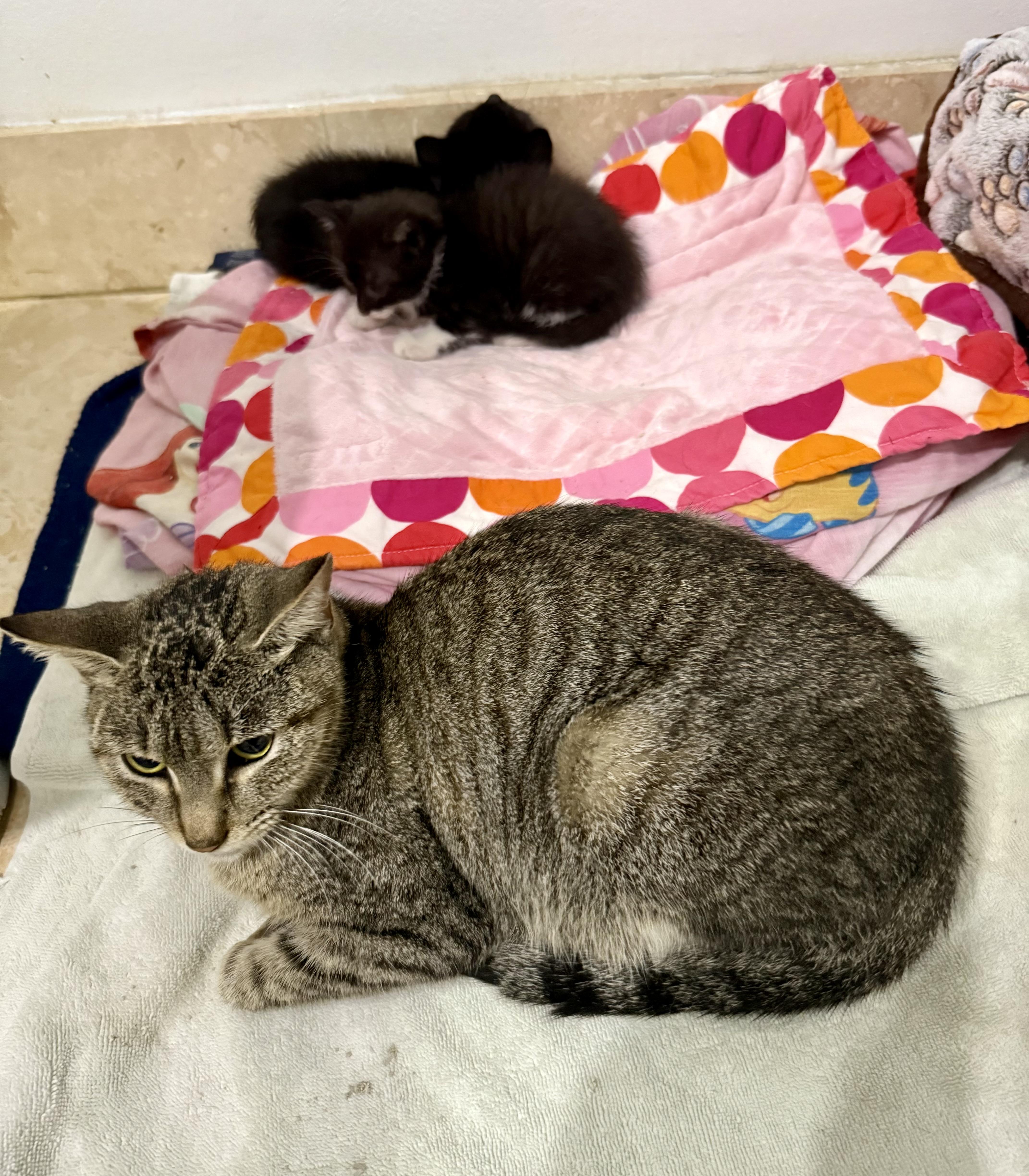 Tabi Tri-Pod Tabby Girl, Adoptable, Kitten Female Domestic Short Hair.
