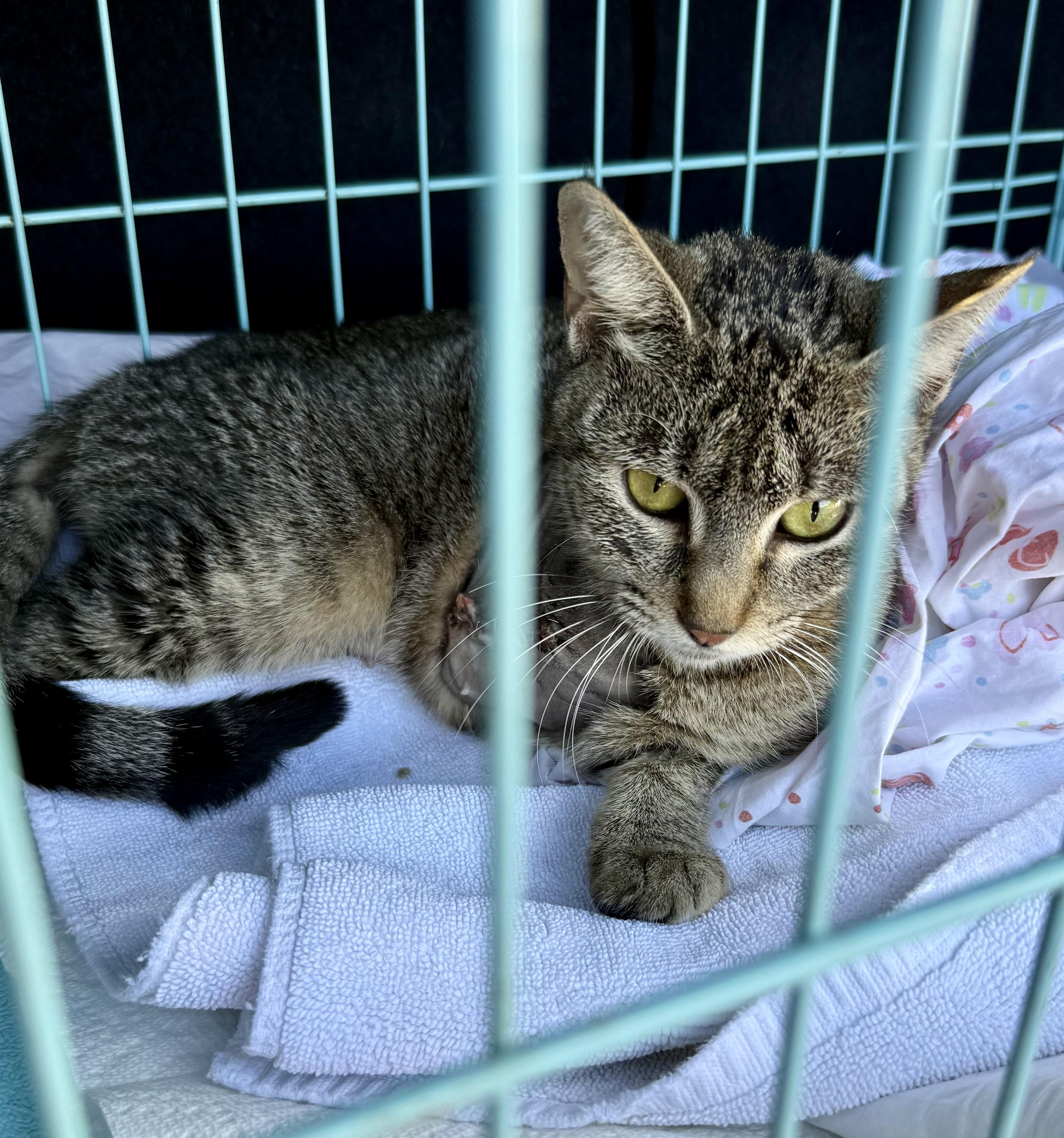 Enlarge Tabi Tri-Pod Tabby Girl, a Adoptable Domestic Short Hair in Boca Raton, FL image 3/6