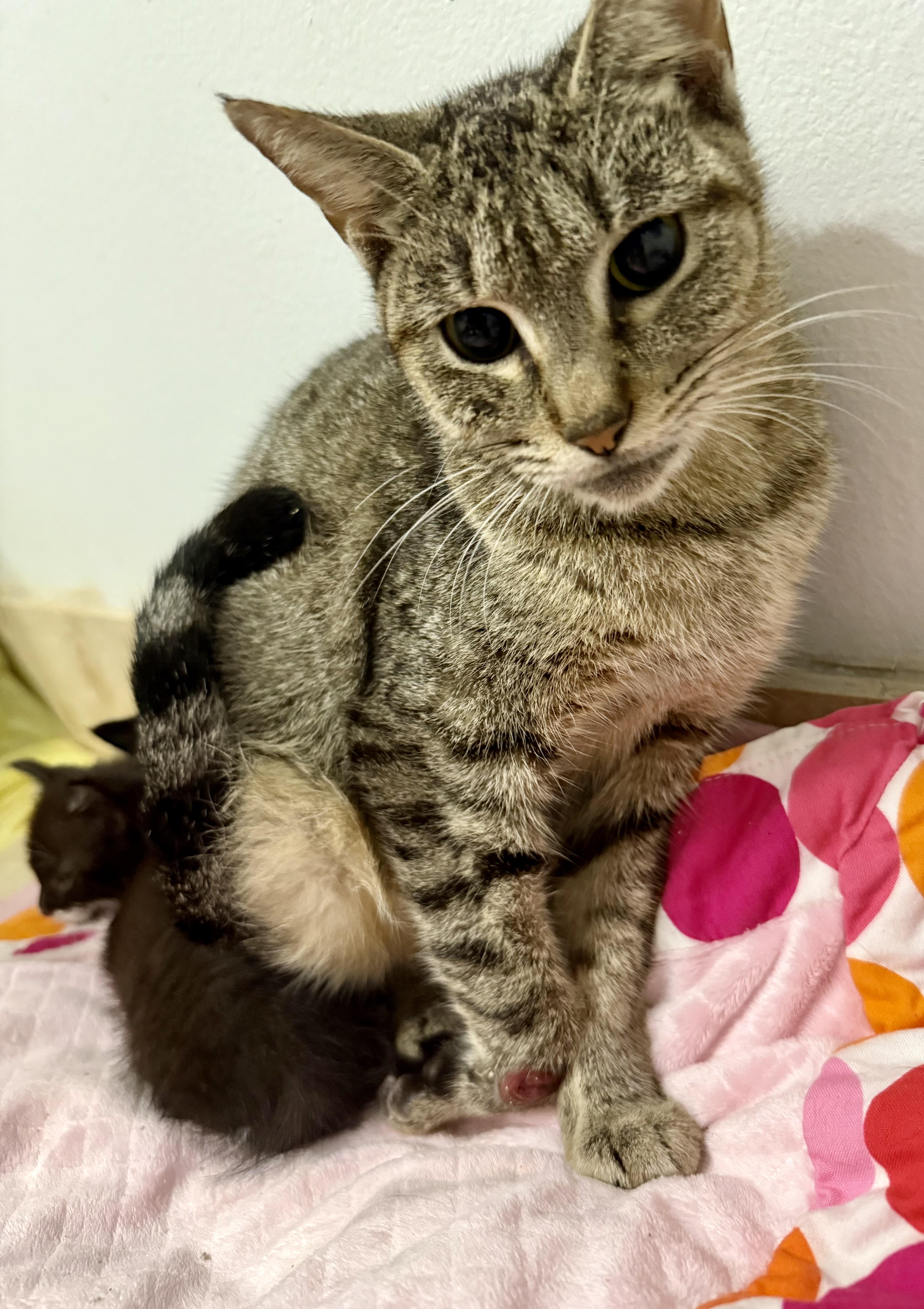 Enlarge Tabi Tri-Pod Tabby Girl, a Adoptable Domestic Short Hair in Boca Raton, FL image 5/6