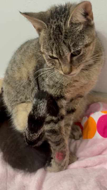 Enlarge Tabi Tri-Pod Tabby Girl, a Adoptable Domestic Short Hair in Boca Raton, FL video 6/6