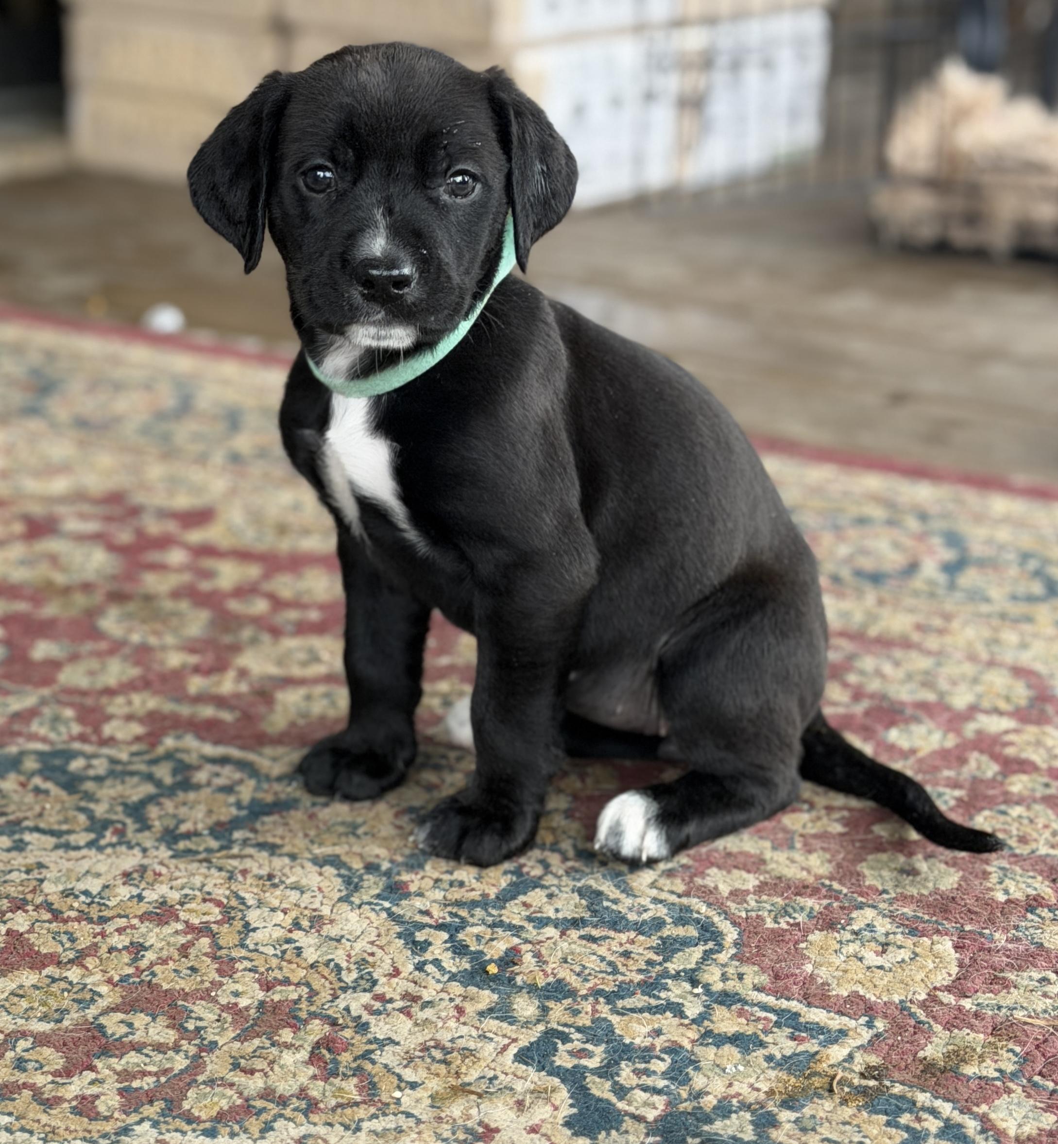 Enlarge Jezebel and Esther, a ADOPTABLE mixed breed in Alliance, OH image 3/3
