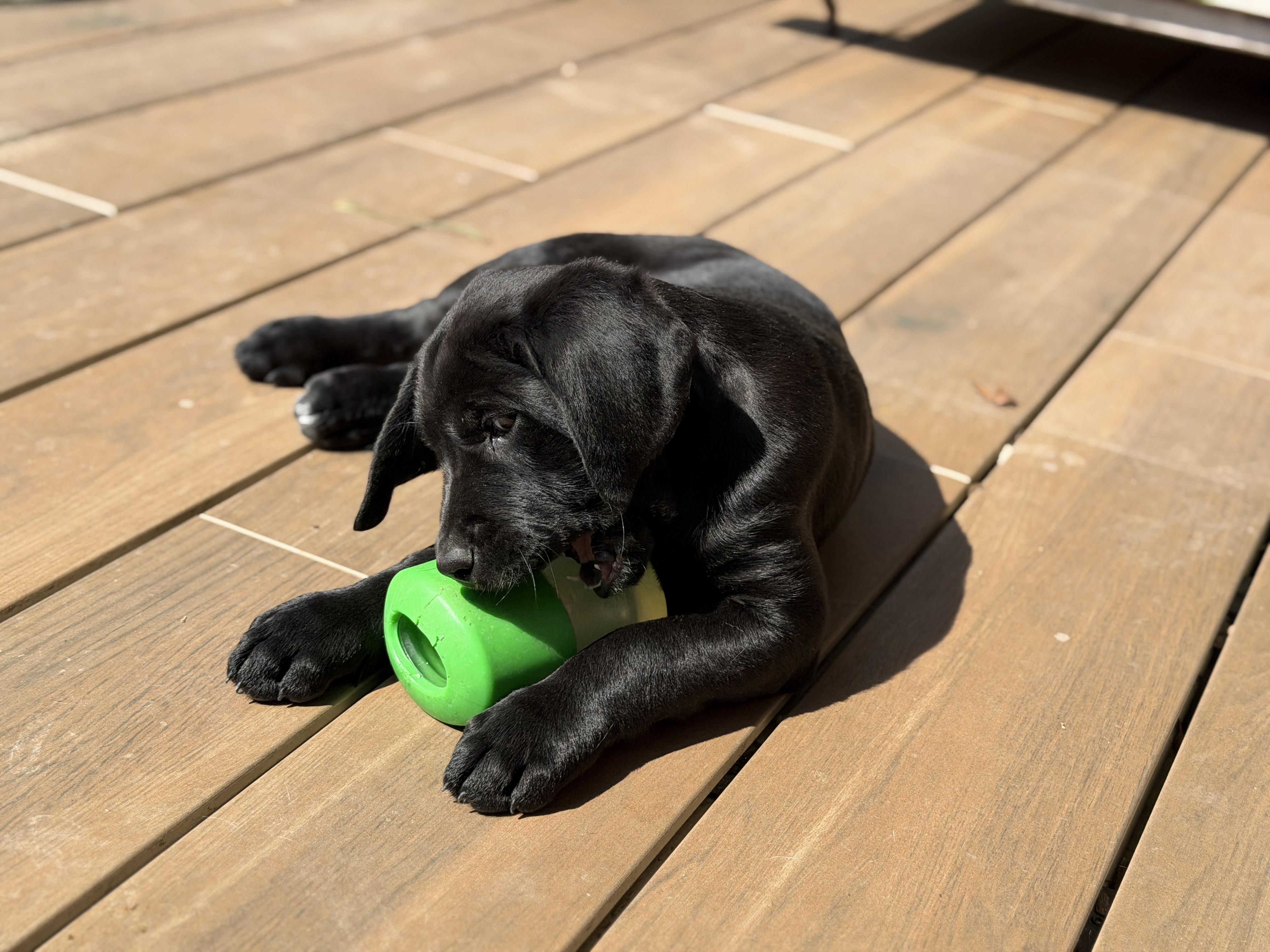 Enlarge Jezebel , a ADOPTABLE mixed breed in Alliance, OH image 1/3