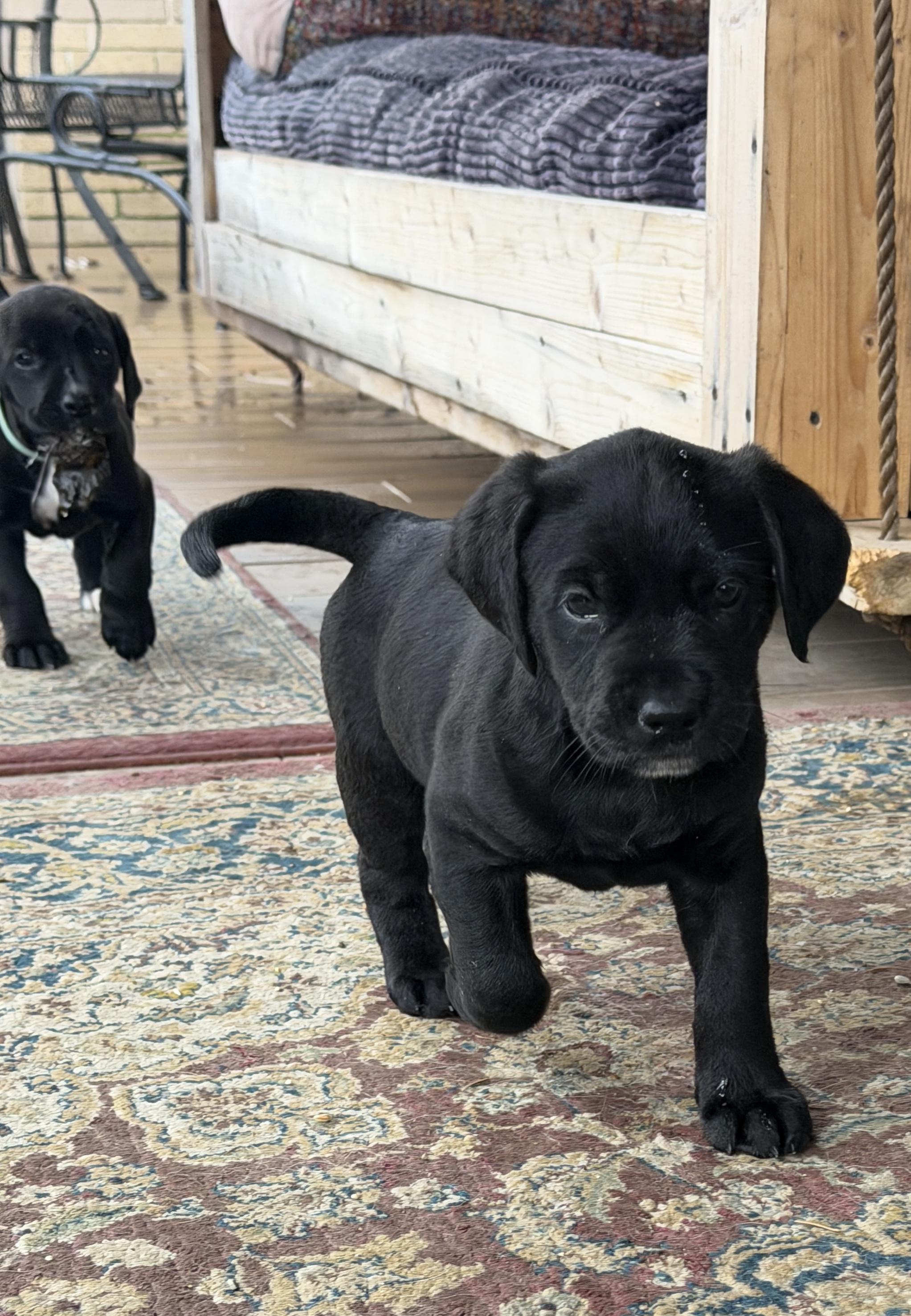 Enlarge Jezebel and Esther, a ADOPTABLE mixed breed in Alliance, OH image 2/3
