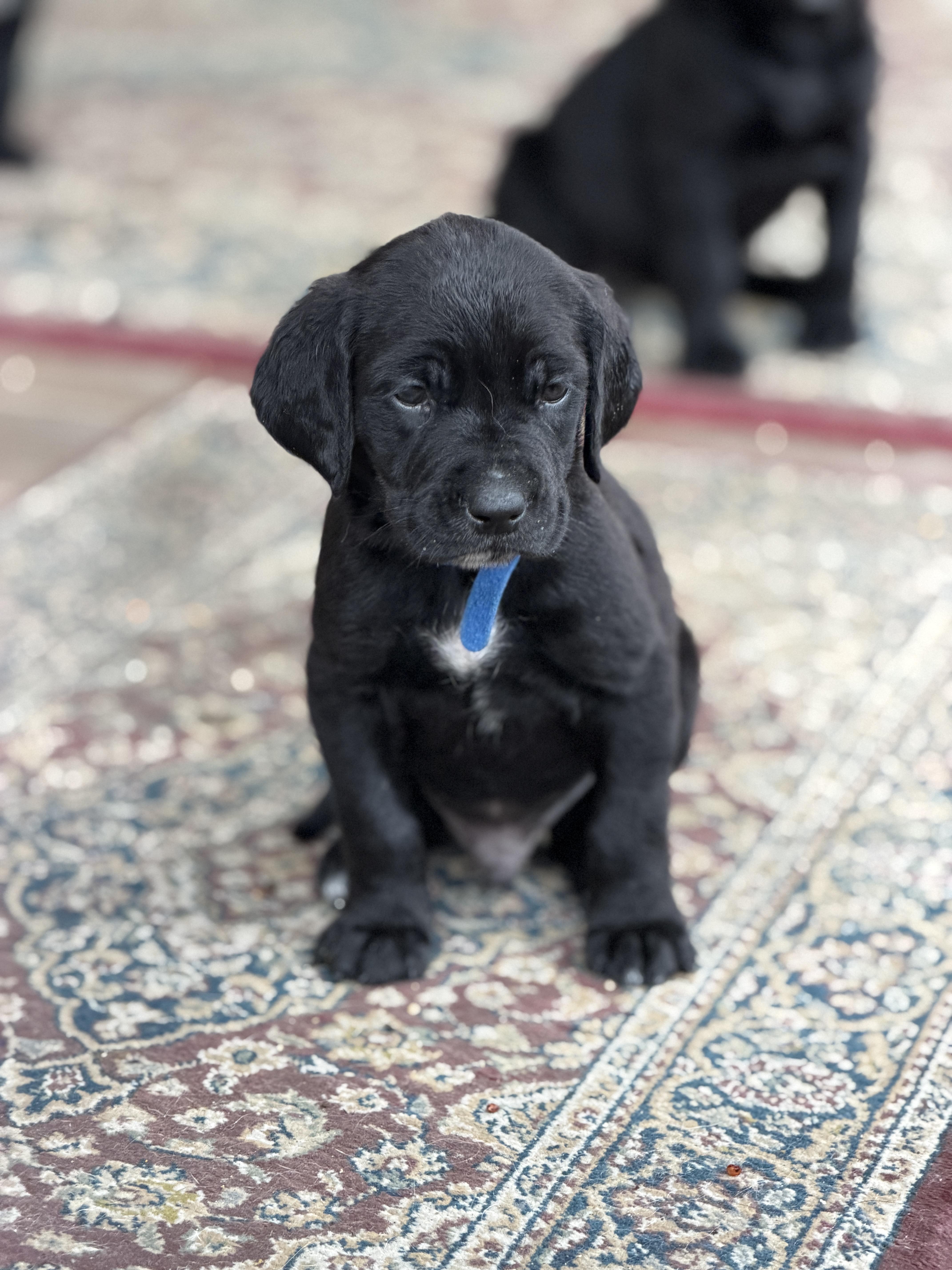 Puppies!!!!, ADOPTABLE, Puppy Male Black Labrador Retriever.