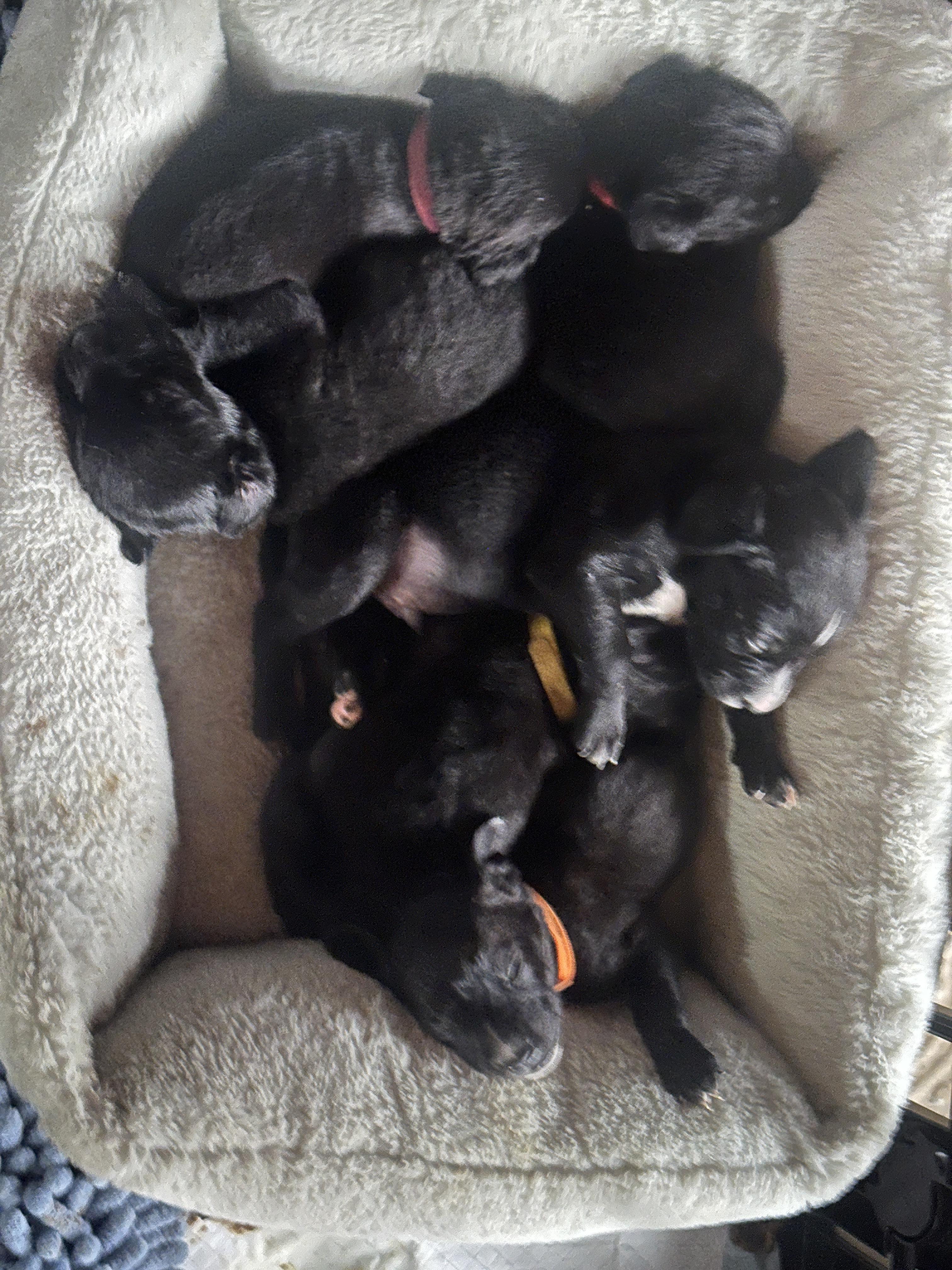 Puppies!!!!, ADOPTABLE, Puppy Male Black Labrador Retriever.