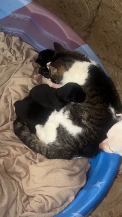 Enlarge Puppies!!!!, a ADOPTABLE mixed breed in Alliance, OH video 2/2