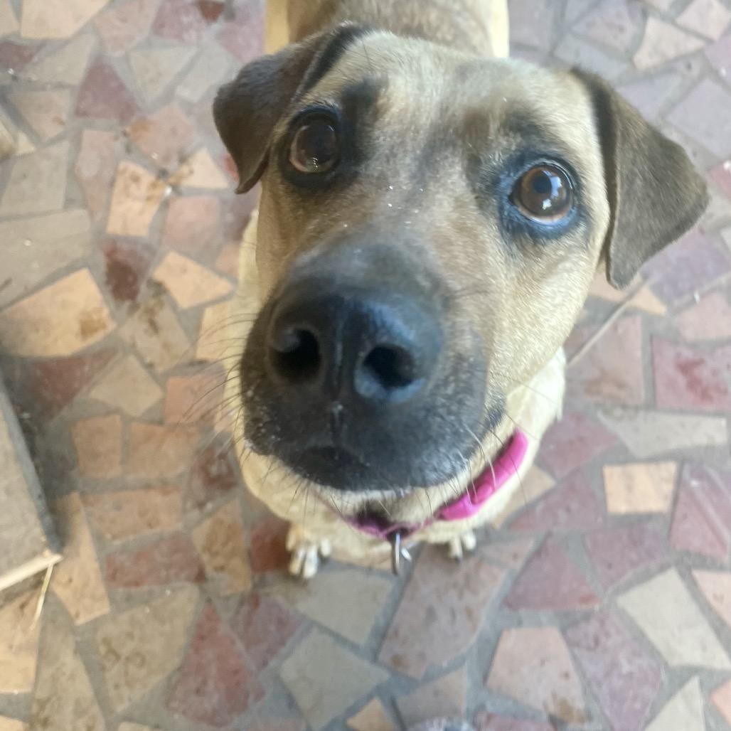 Enlarge Olivia, a Adoptable Catahoula Leopard Dog in Waggaman, LA image 1/2