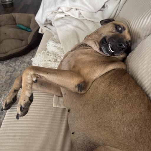 Olivia, Adoptable, Adult Female Catahoula Leopard Dog.