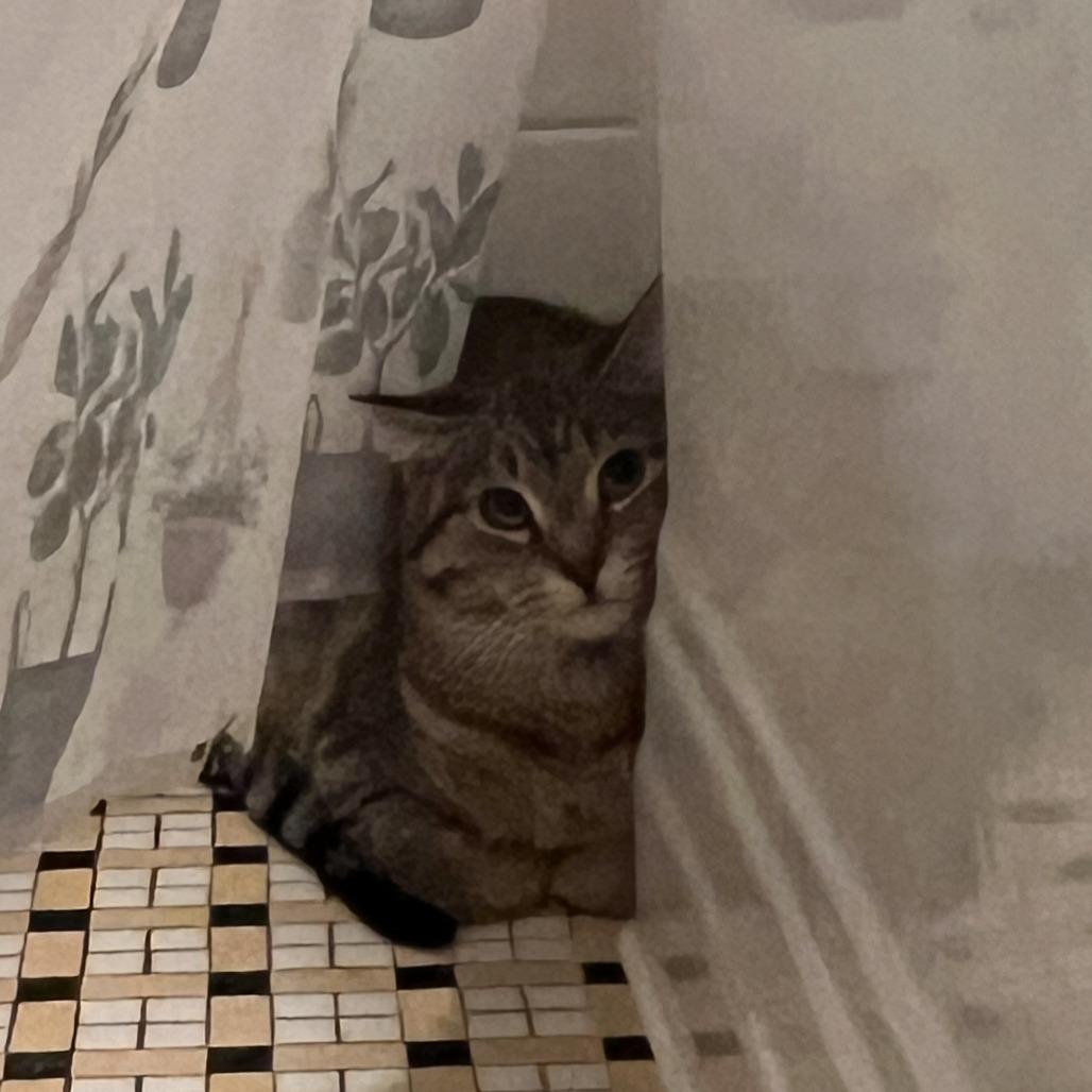 Coleman, Adoptable, Adult Male Domestic Short Hair.