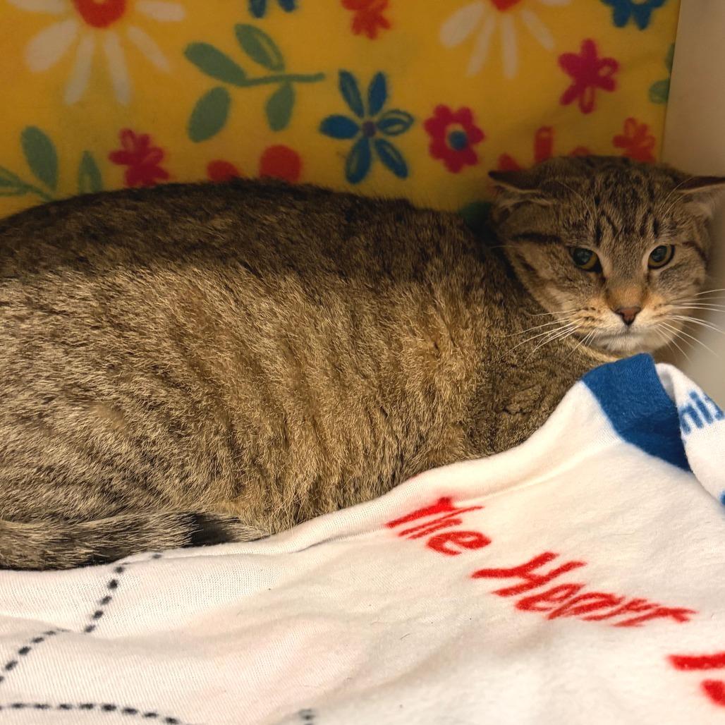 Coleman, a Adoptable Domestic Short Hair in Madison, WI image 2/2