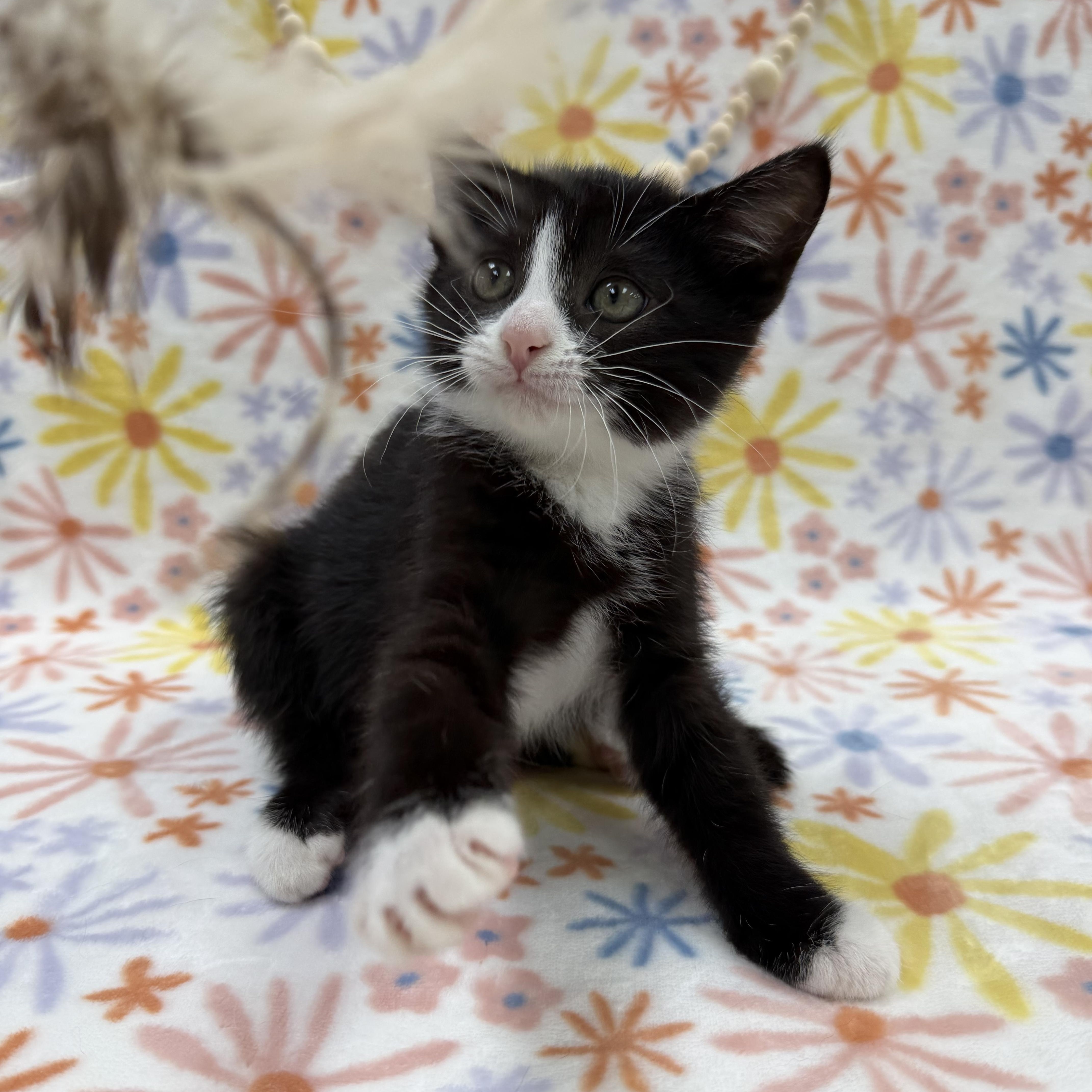 Sassafras, a ADOPTABLE Domestic Short Hair in Columbus, OH image 6/6