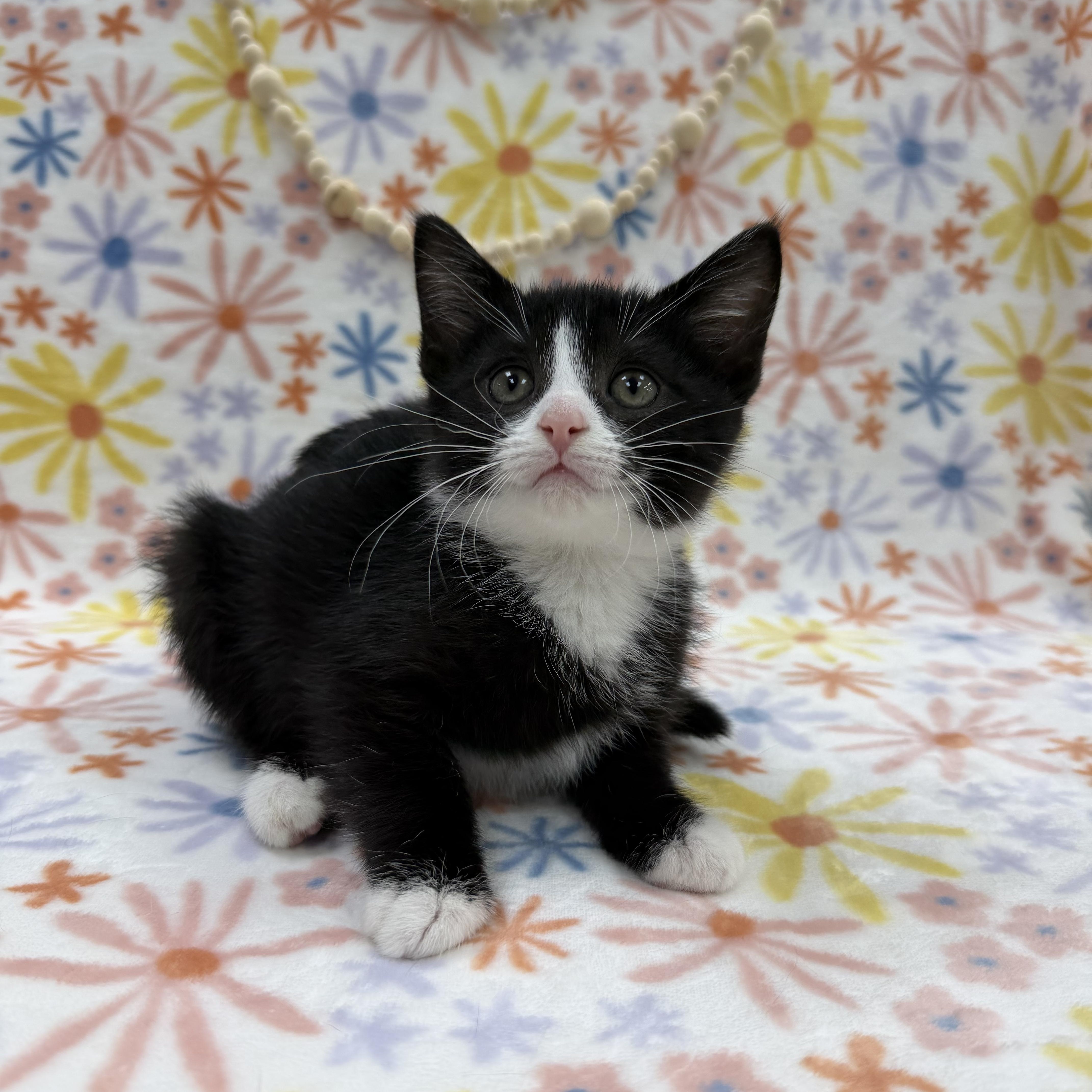 Sassafras, a ADOPTABLE Domestic Short Hair in Columbus, OH image 3/6