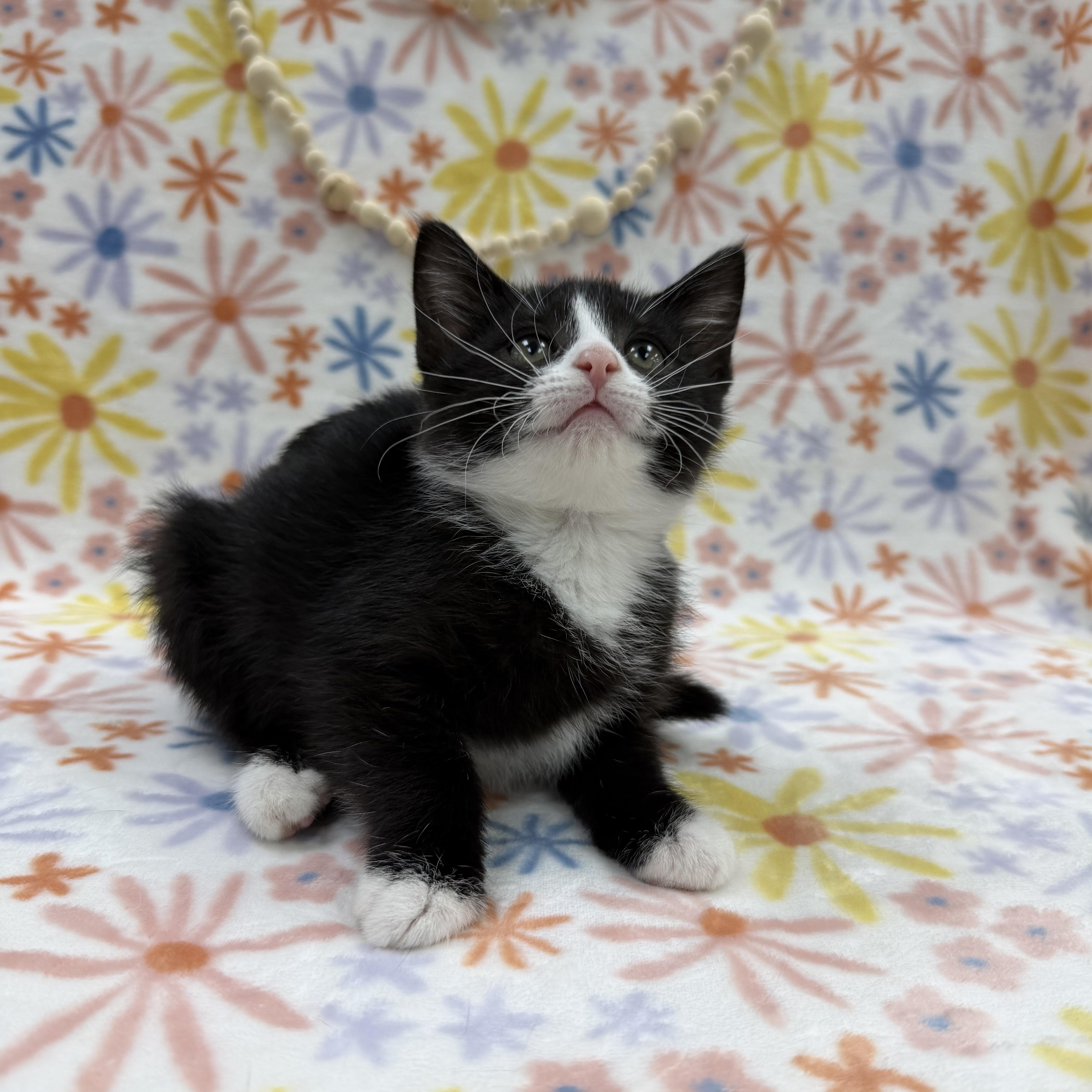 Sassafras, a ADOPTABLE Domestic Short Hair in Columbus, OH image 2/6