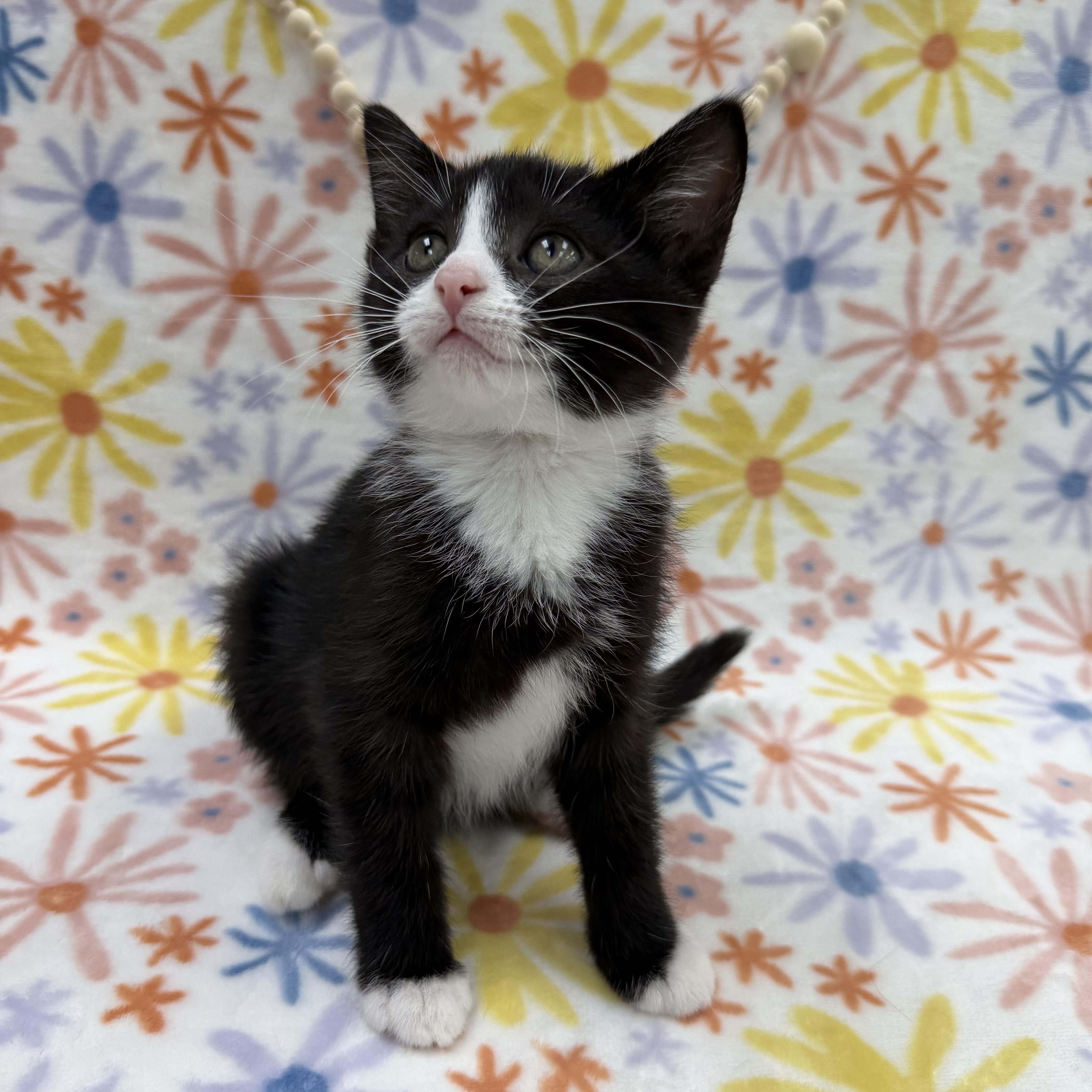 Sassafras, a ADOPTABLE Domestic Short Hair in Columbus, OH image 4/6