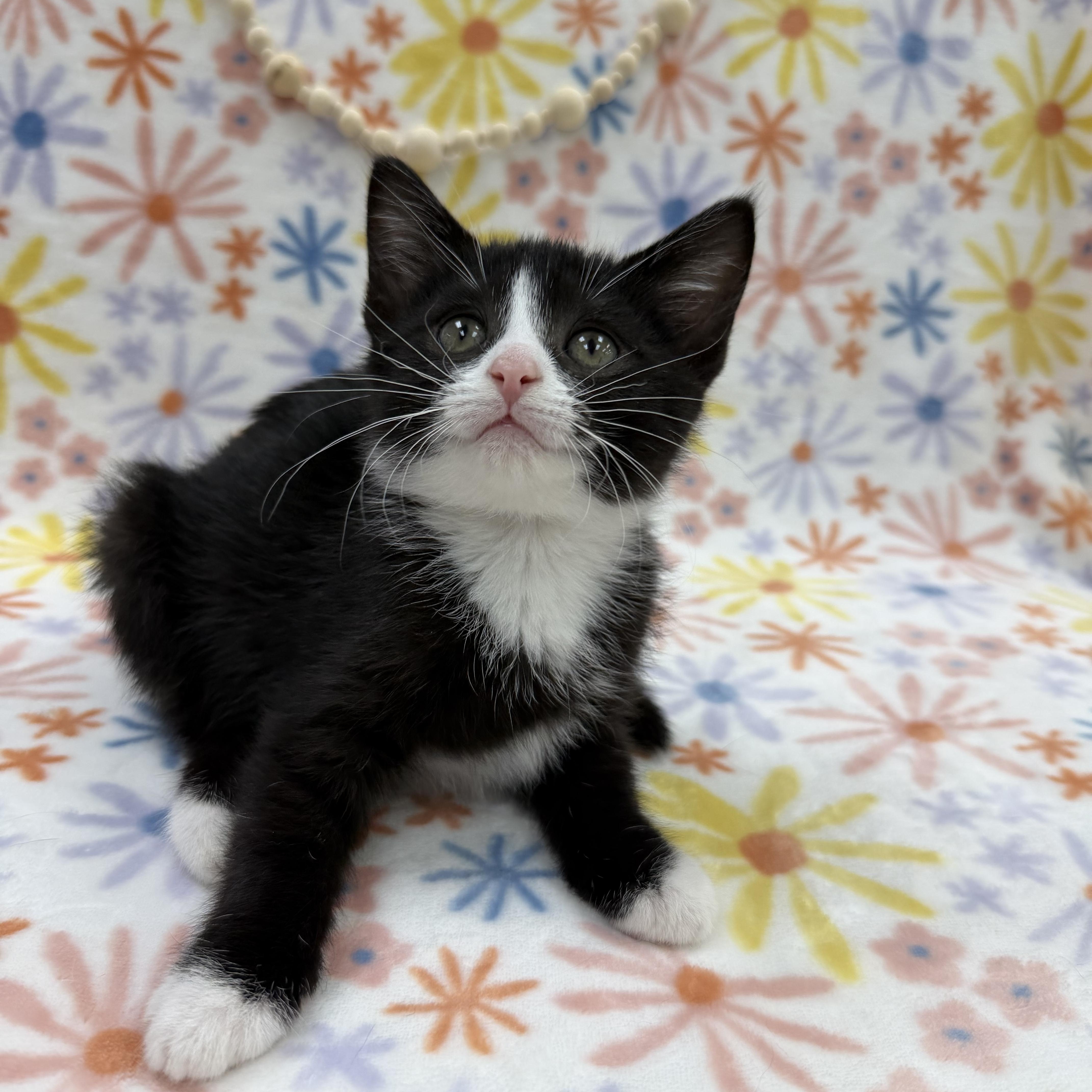 Sassafras, ADOPTABLE, Kitten Female Domestic Short Hair.